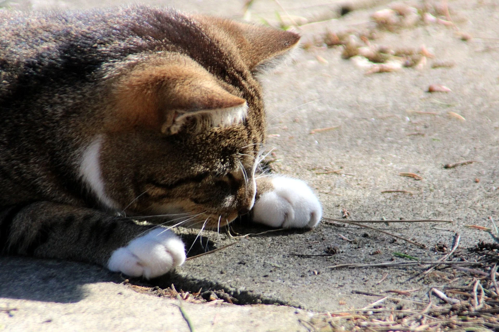 CATS 0169.jpg