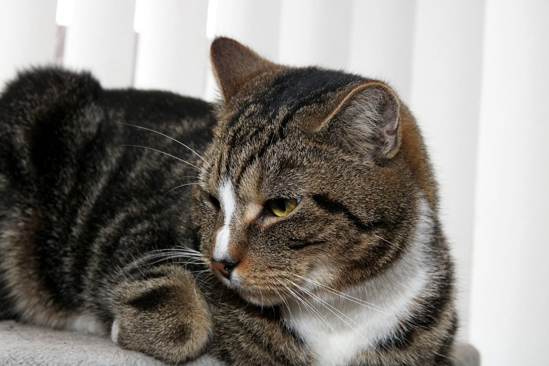 CATS 0309.jpg
