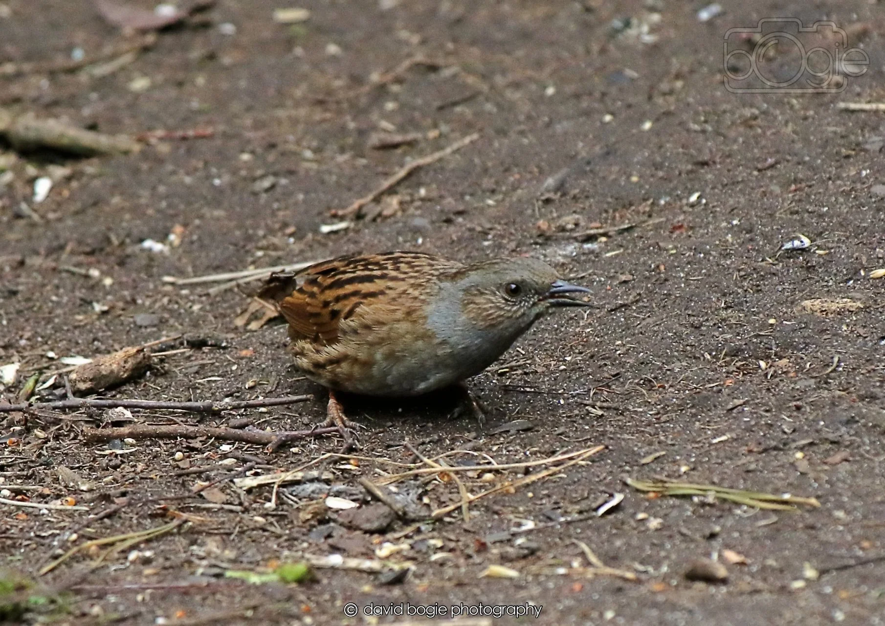 20260326 113200 Silverburn 0169.jpg