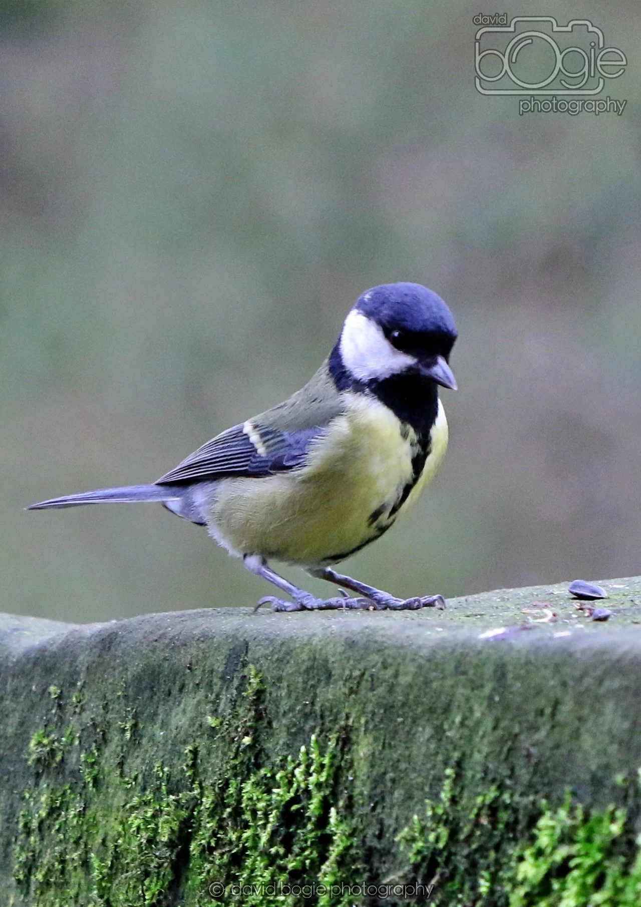 20260324 130045 Pittencrieff Park 0318.jpg