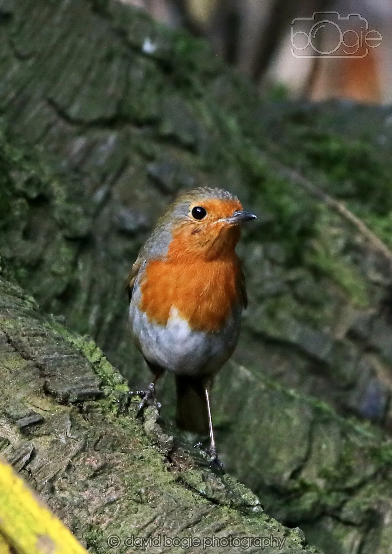 20260322 144426 Dunnikier 0112.jpg