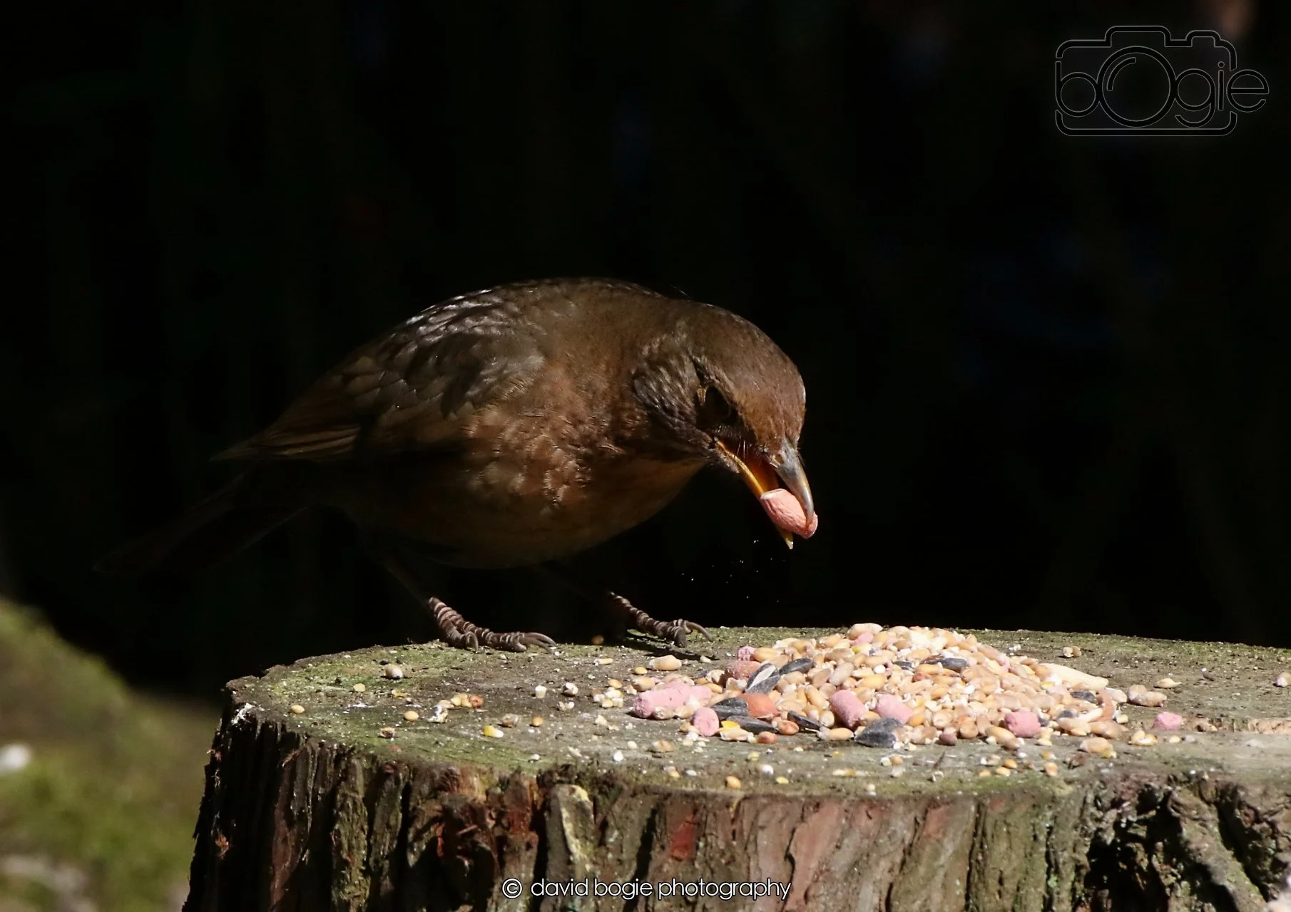 20260403 121346 Dunnikier 0043.jpg