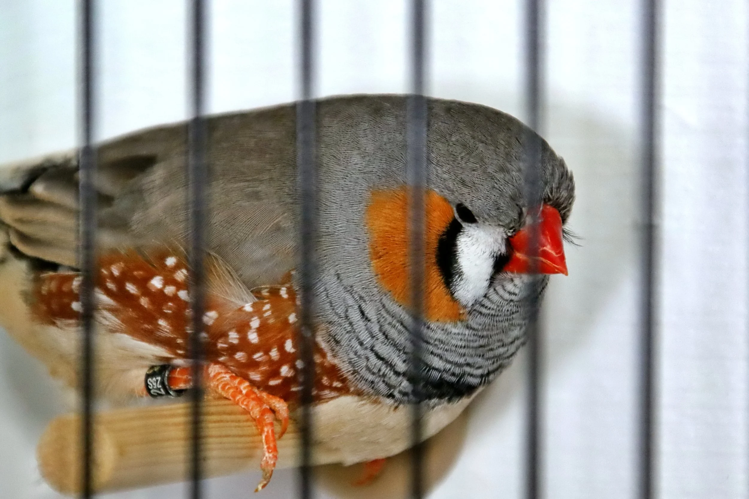 20251102 130221 Markinch CBS  0677.JPG