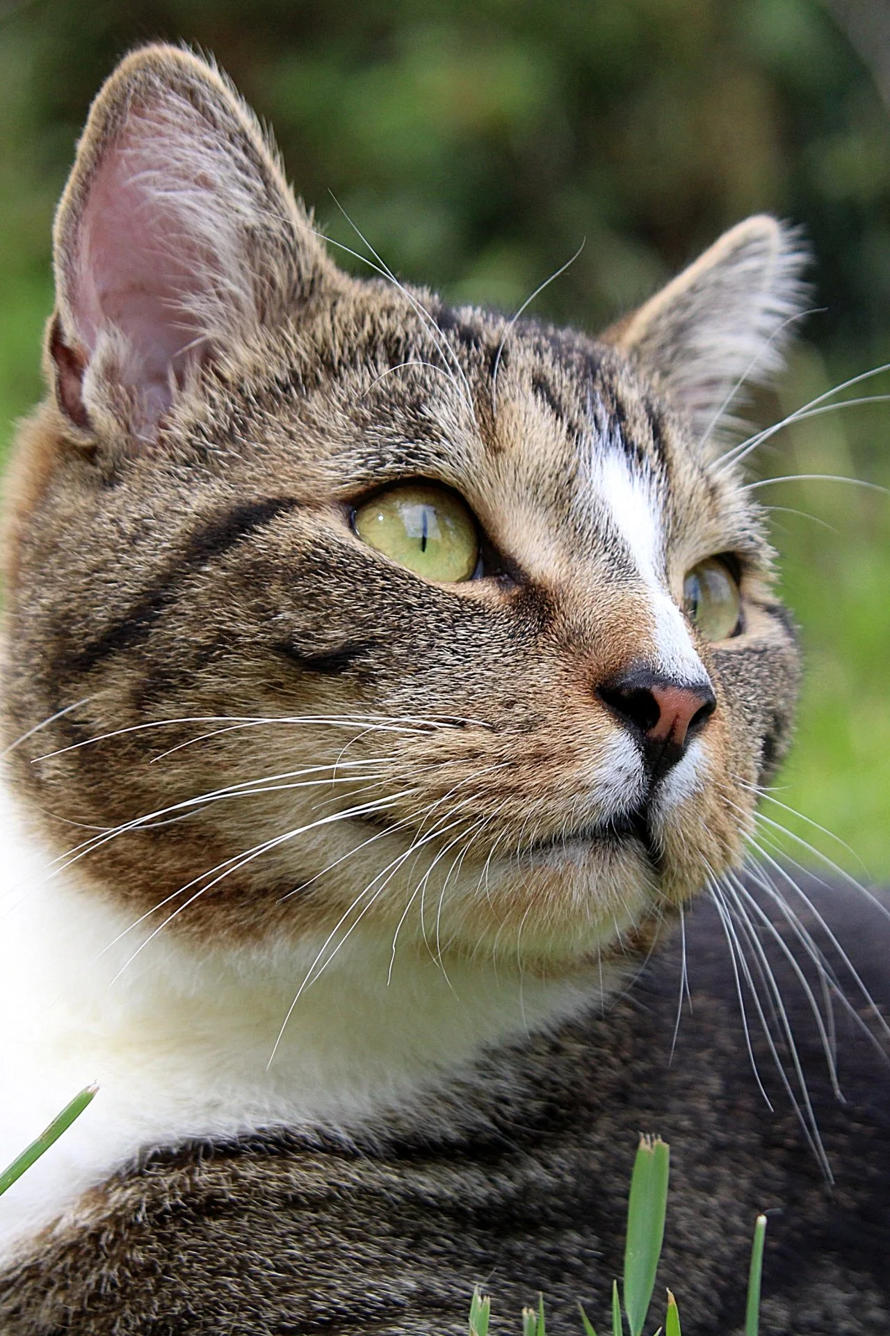 CATS 0283.jpg