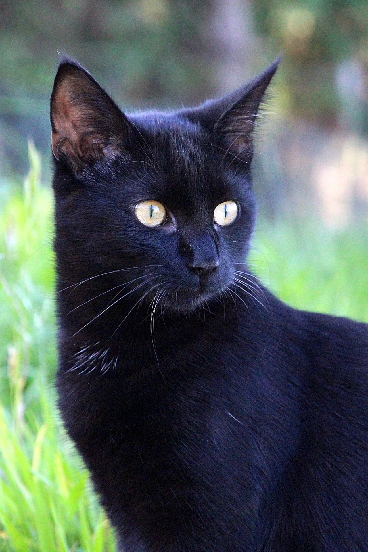 CATS 0222.jpg