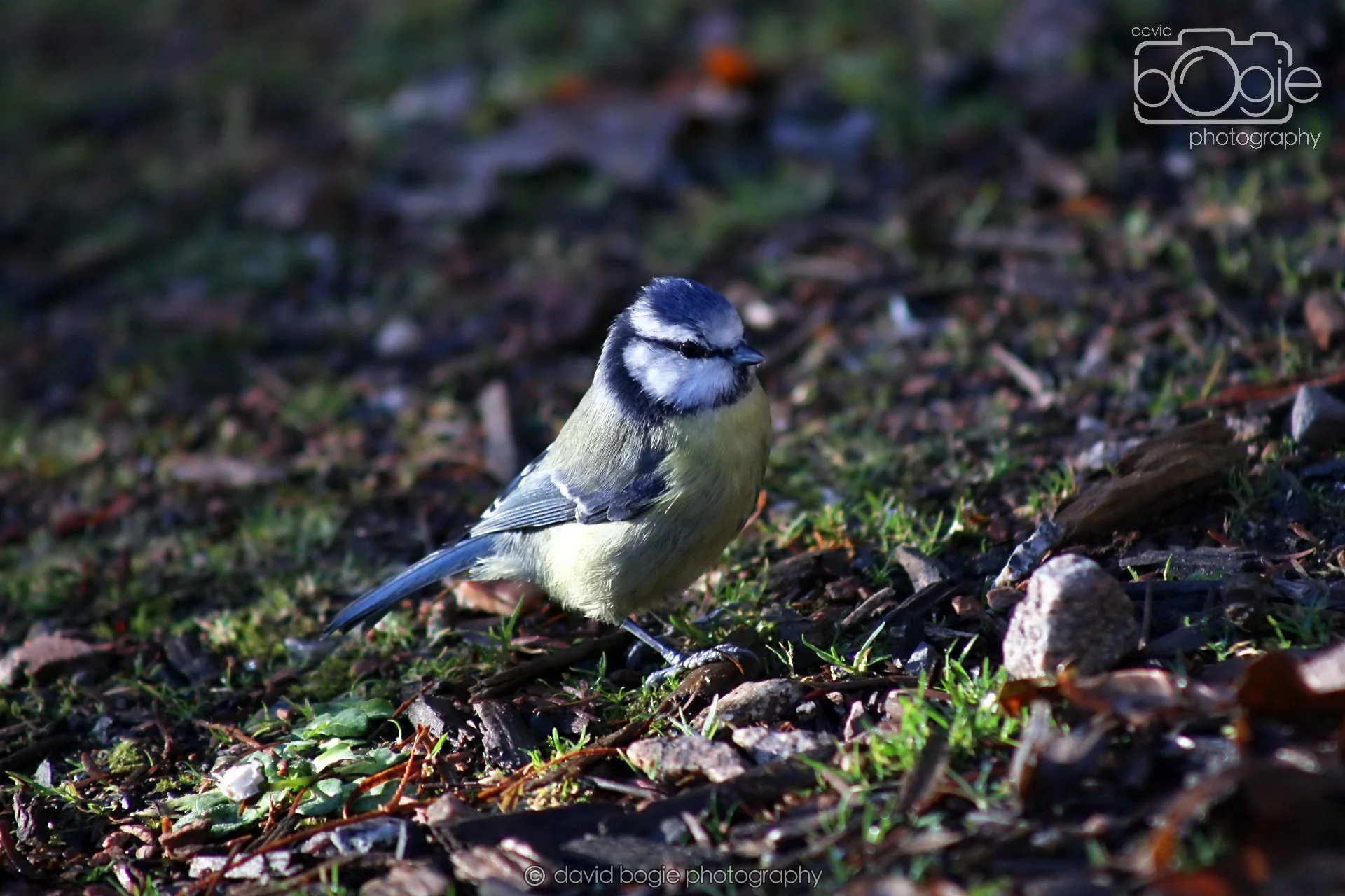 20251125 133014 Silverburn 0045.JPG