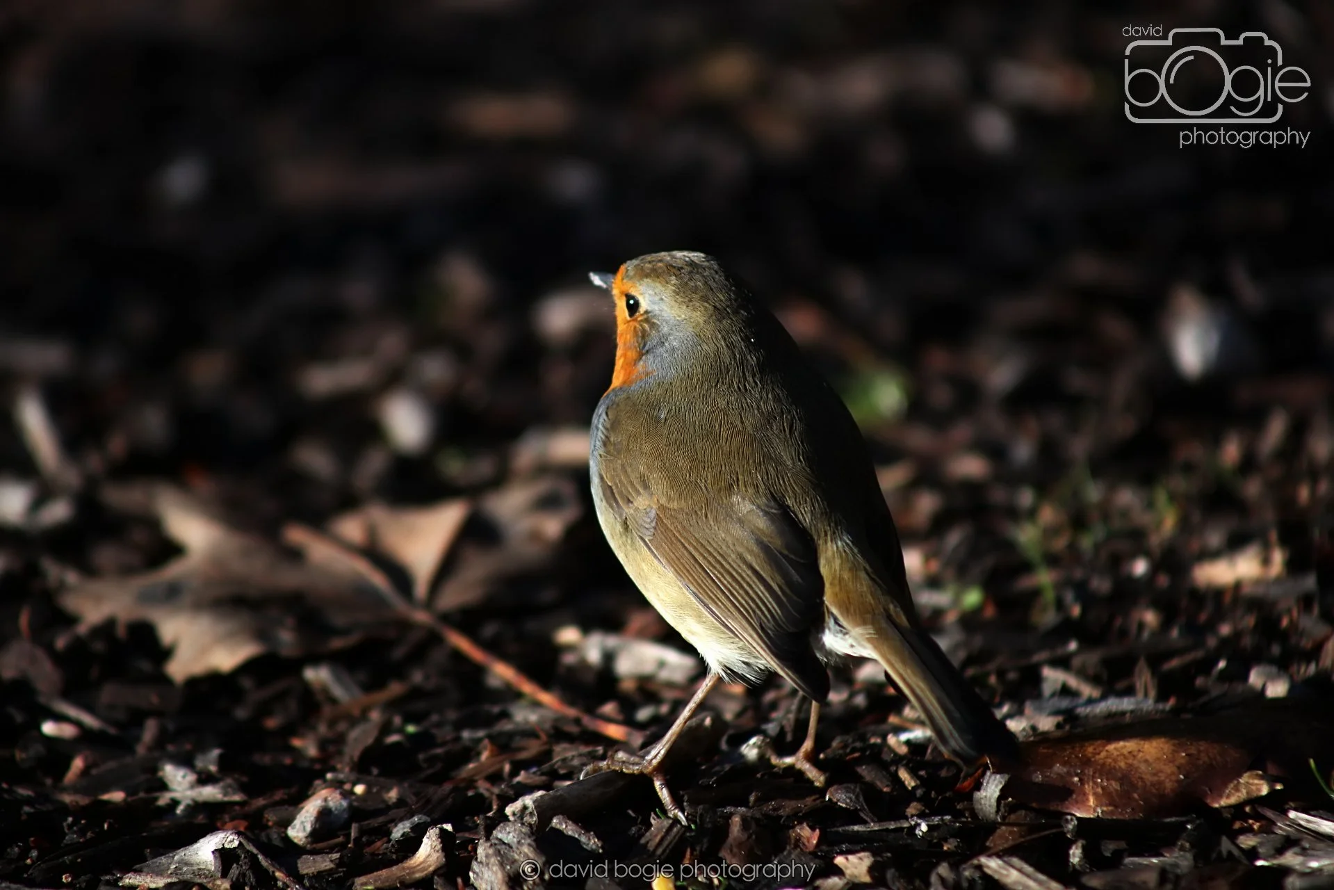 20251125 133049 Silverburn 0061.JPG