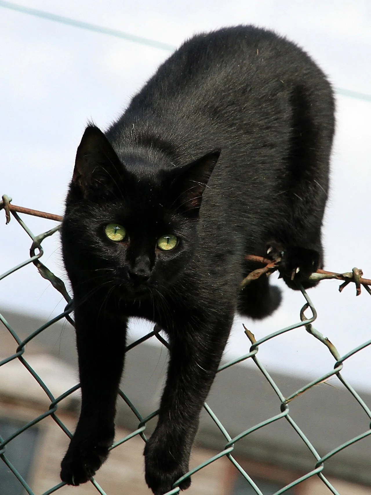 CATS 0440.jpg