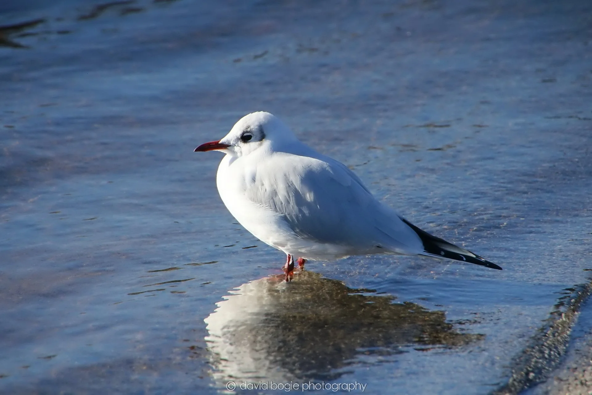YEAR20240207 Lochore Meadows 0243.jpg
