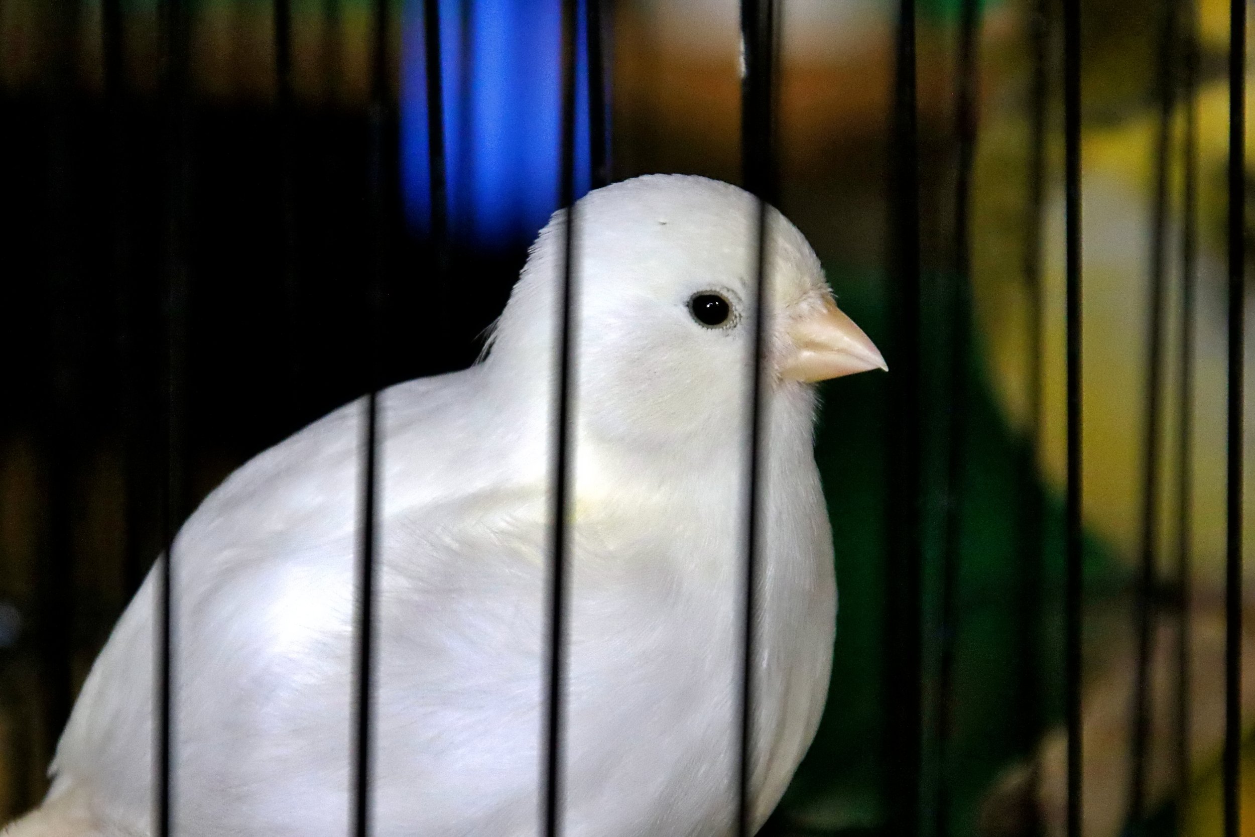 20251102 132407 Markinch CBS  0747.JPG