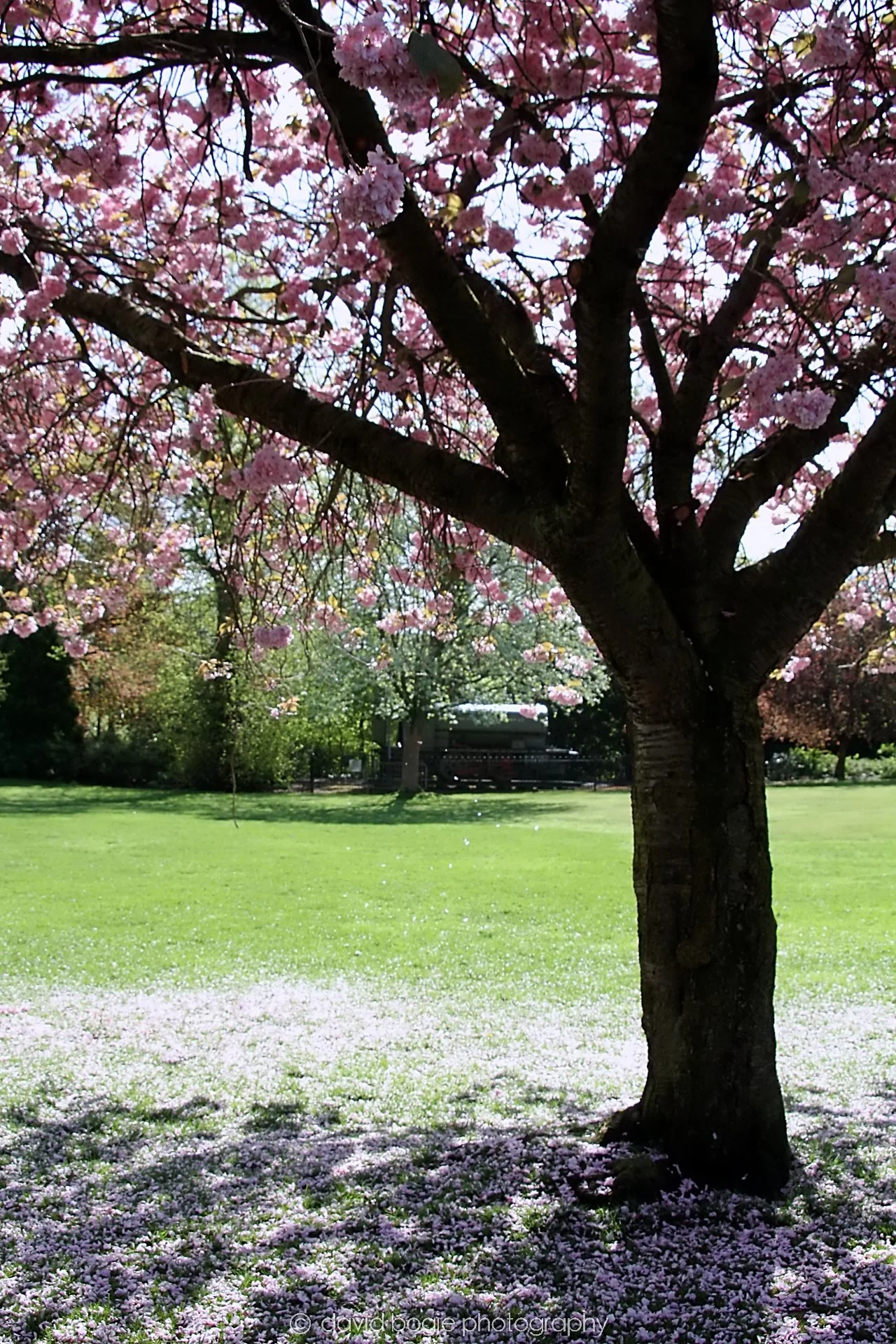 YEAR20230509 Pittencreiff Park 0091.jpg