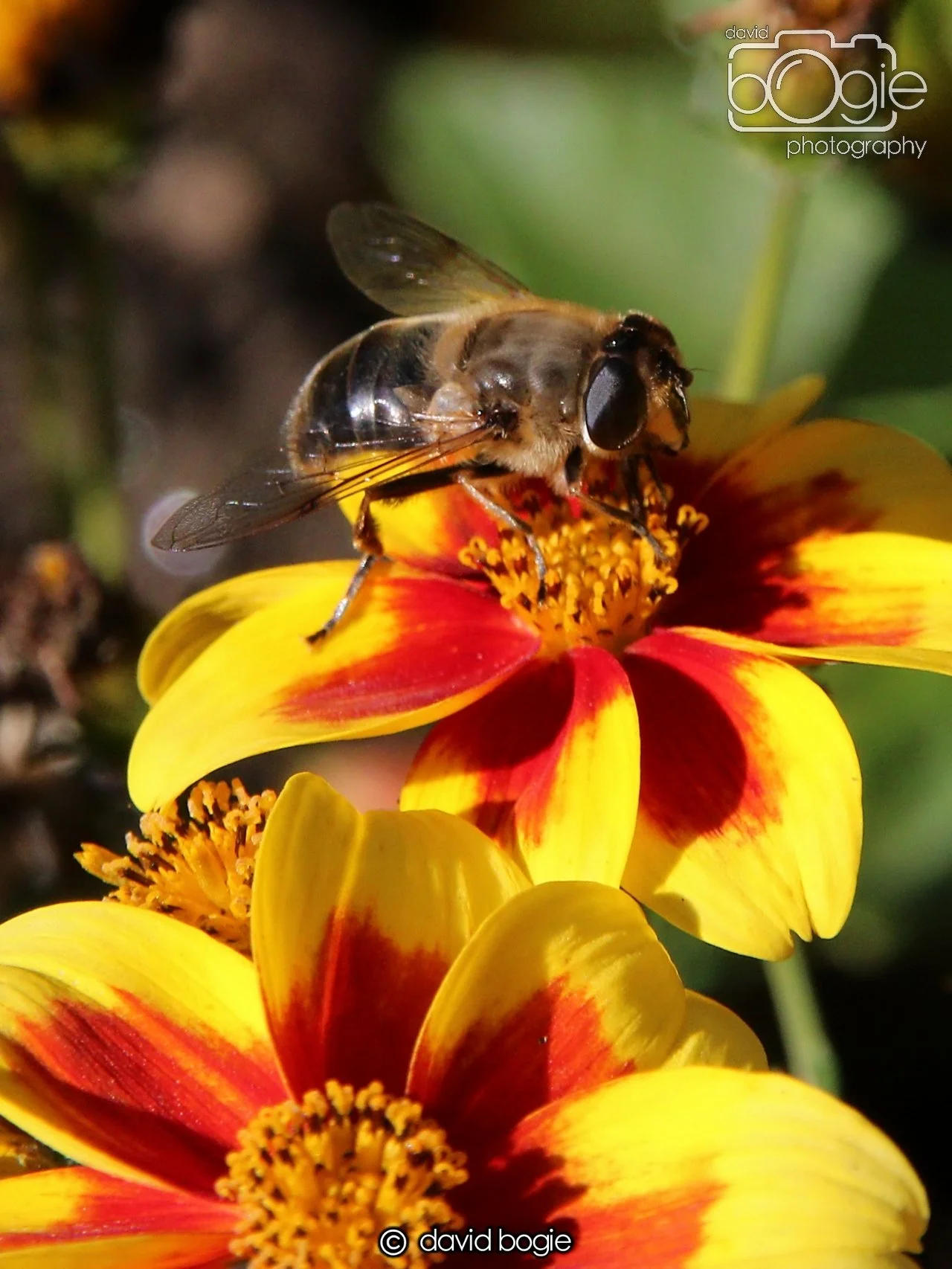 20240918 114426 Beveridge 0141 (1).JPG