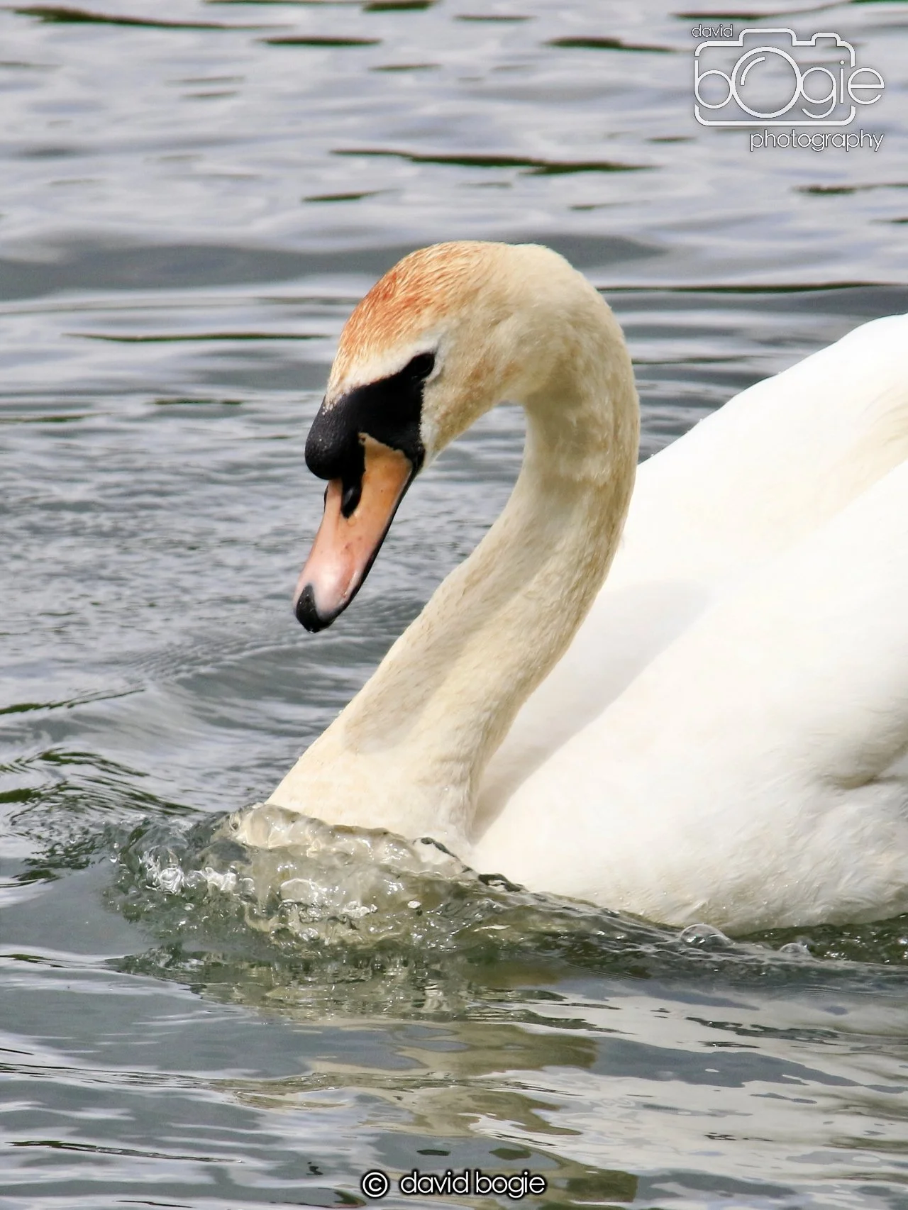 20250613 115532 Beveridge 0050.JPG