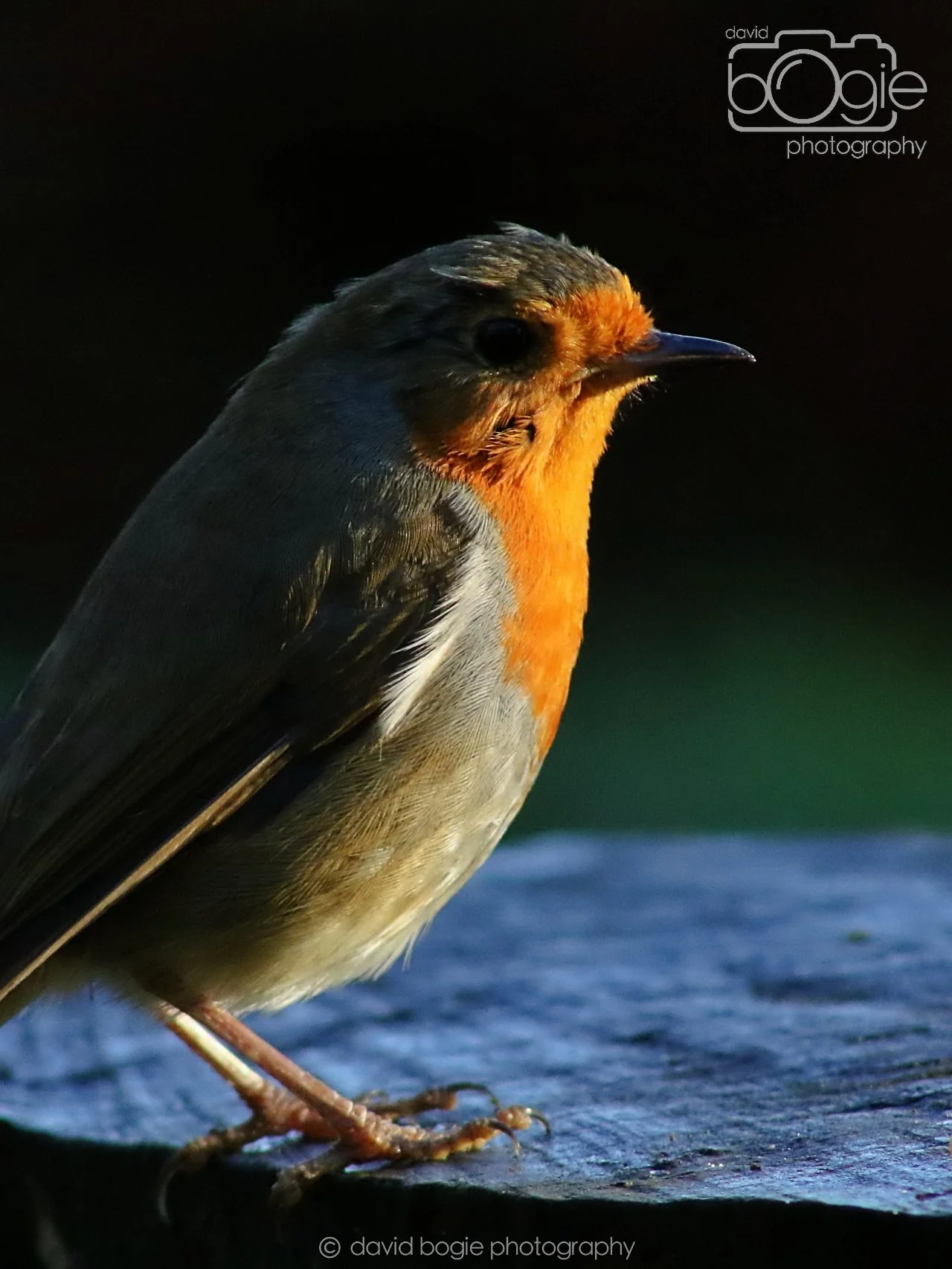 20251125 143208 Silverburn 0774.JPG