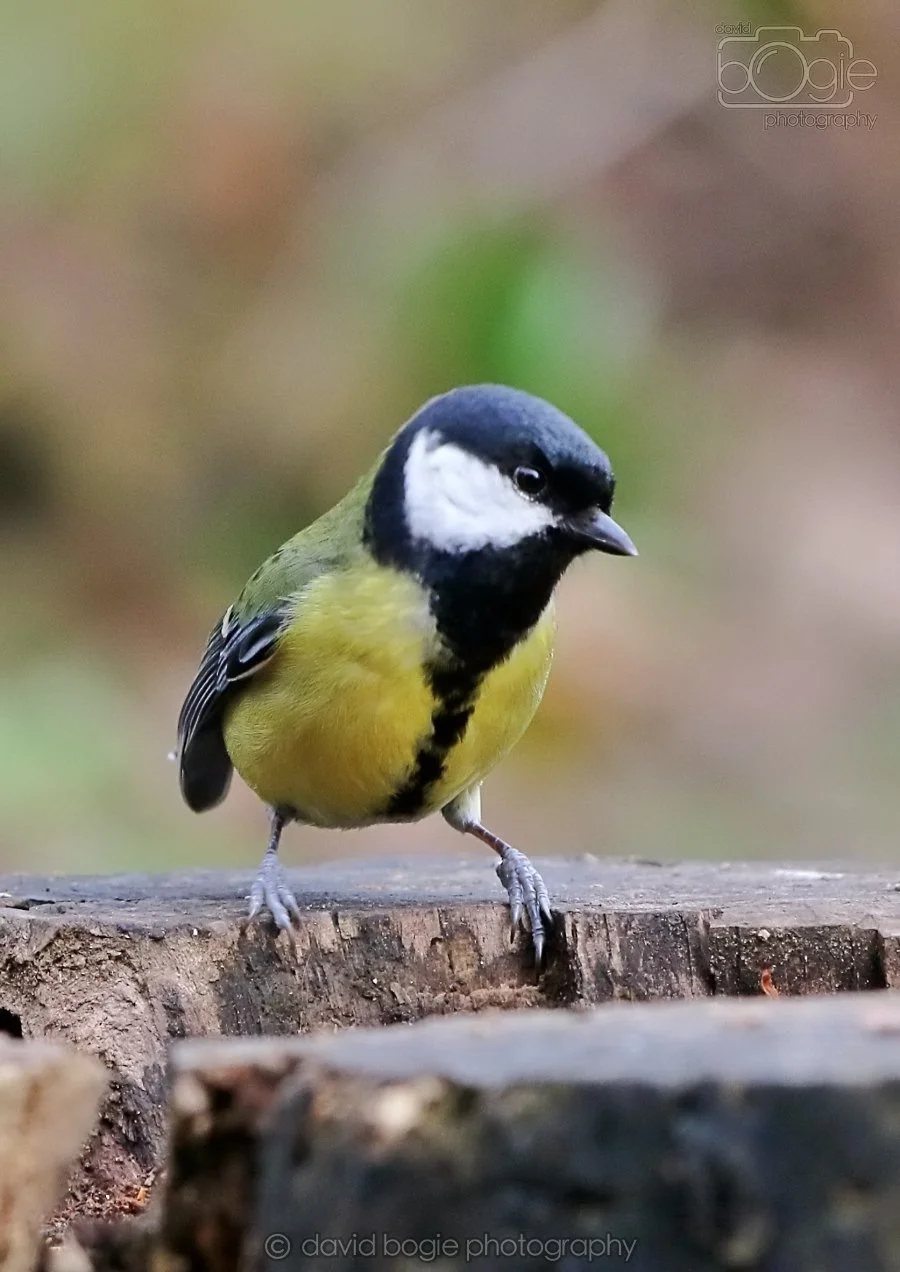 20260314 140622 Silverburn 0086.jpg