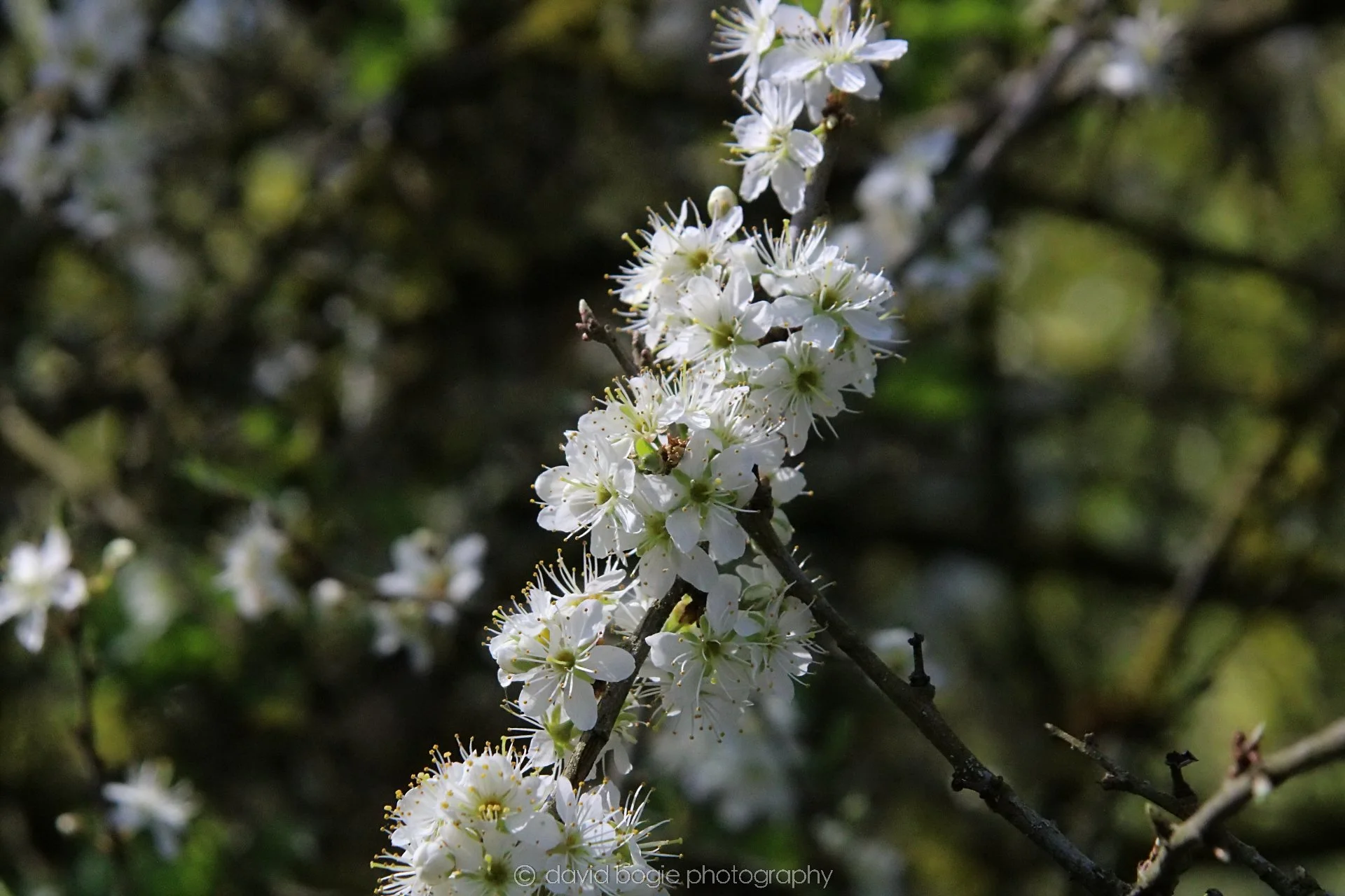 20210420 Lochore 37.jpg