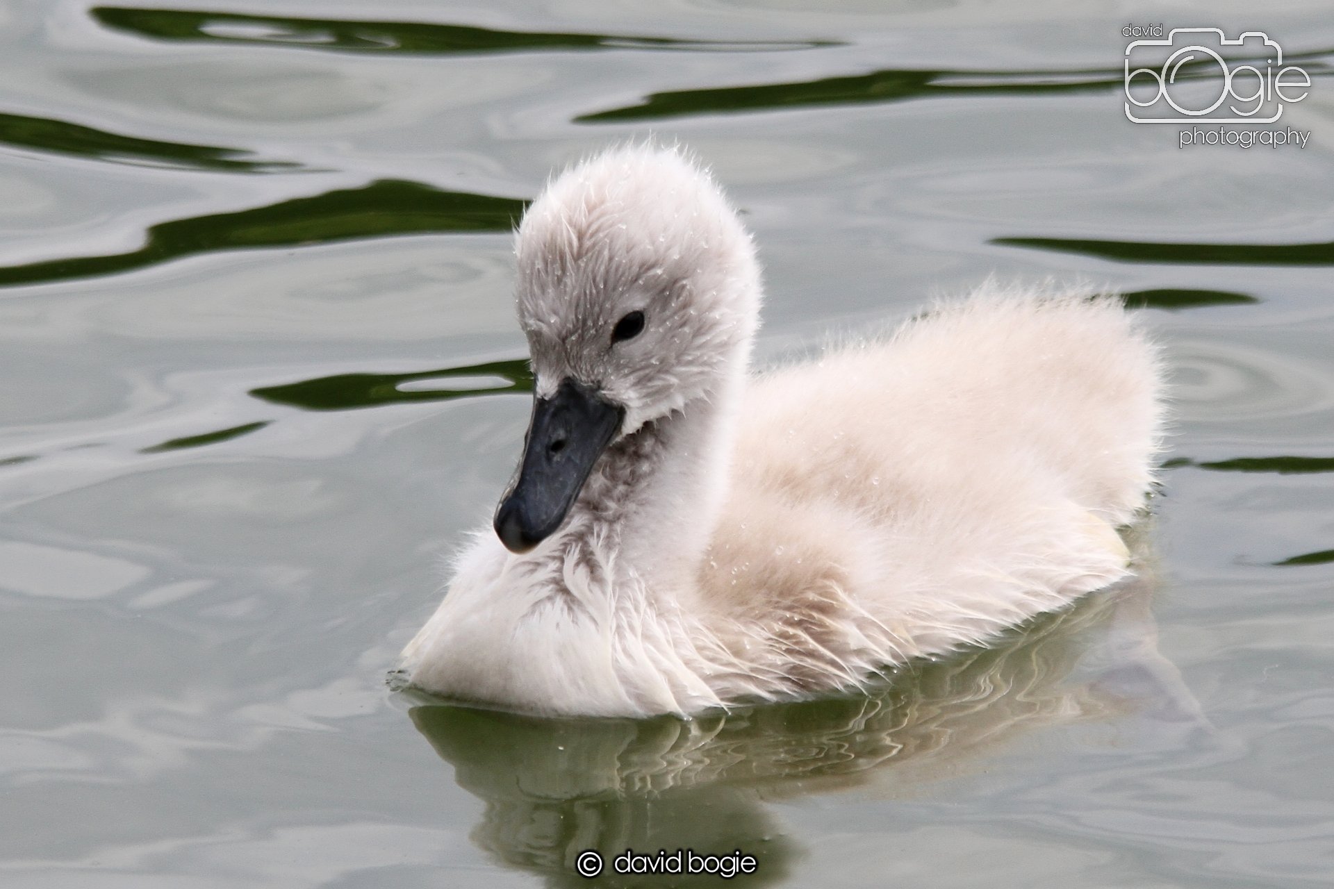 20230618 Kinghorn Loch 124701 0590.jpg