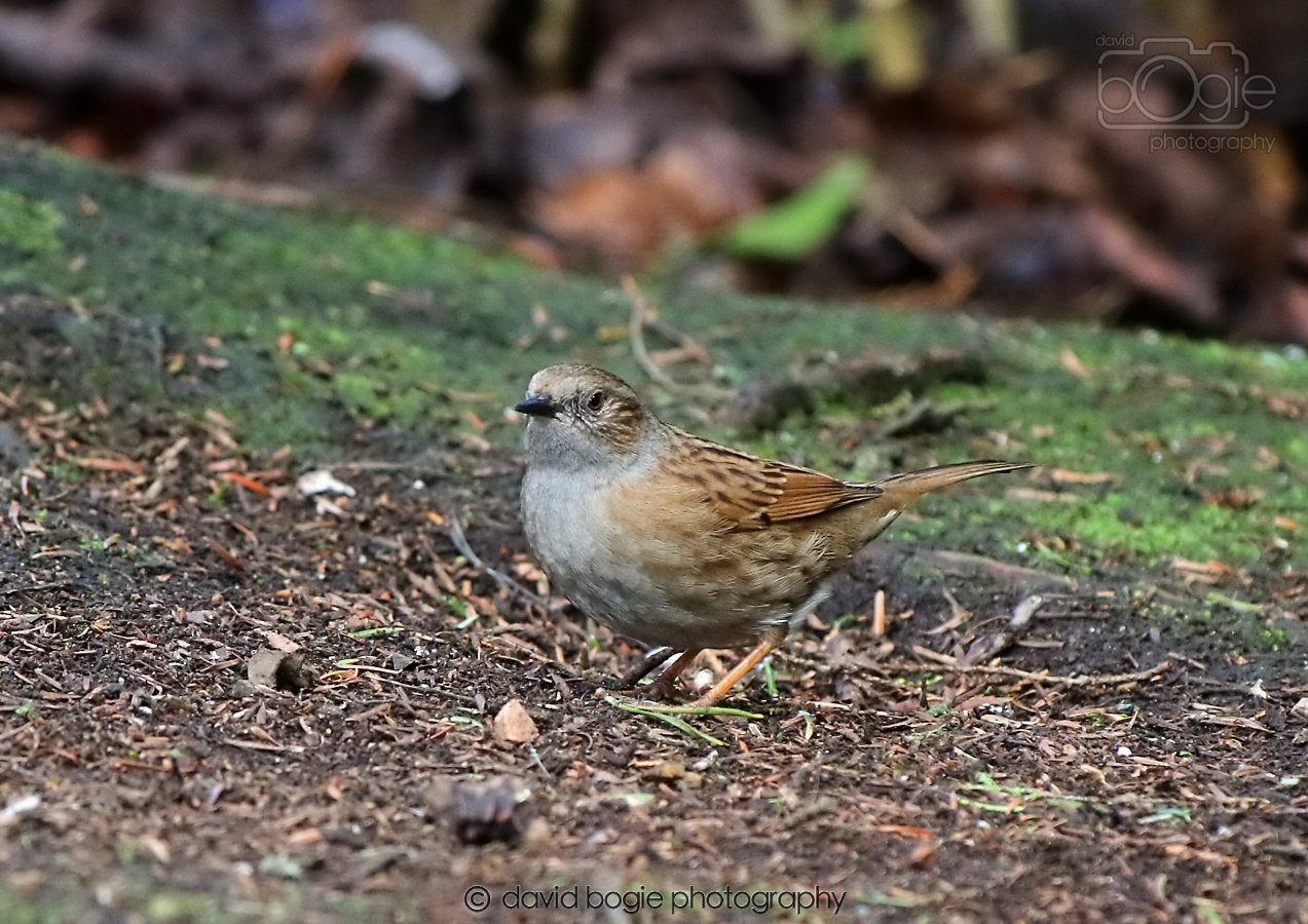 20260306 123148 Dunnikier 0690.jpg