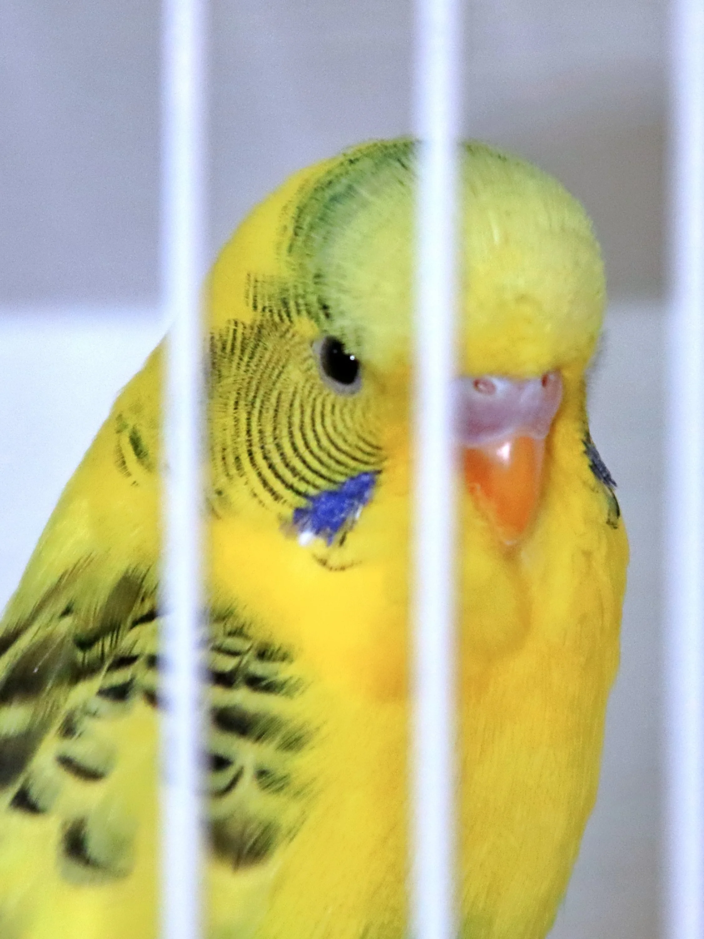 20251102 125100 Markinch CBS  0580.JPG