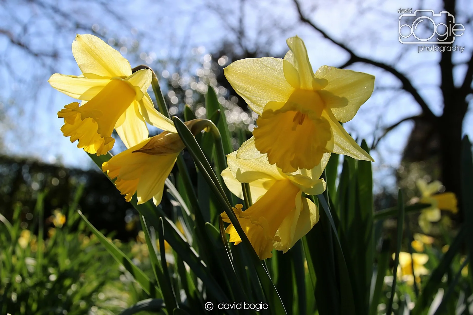 20230407 Kirkcaldy IMG Beveridge Park 0117.jpg