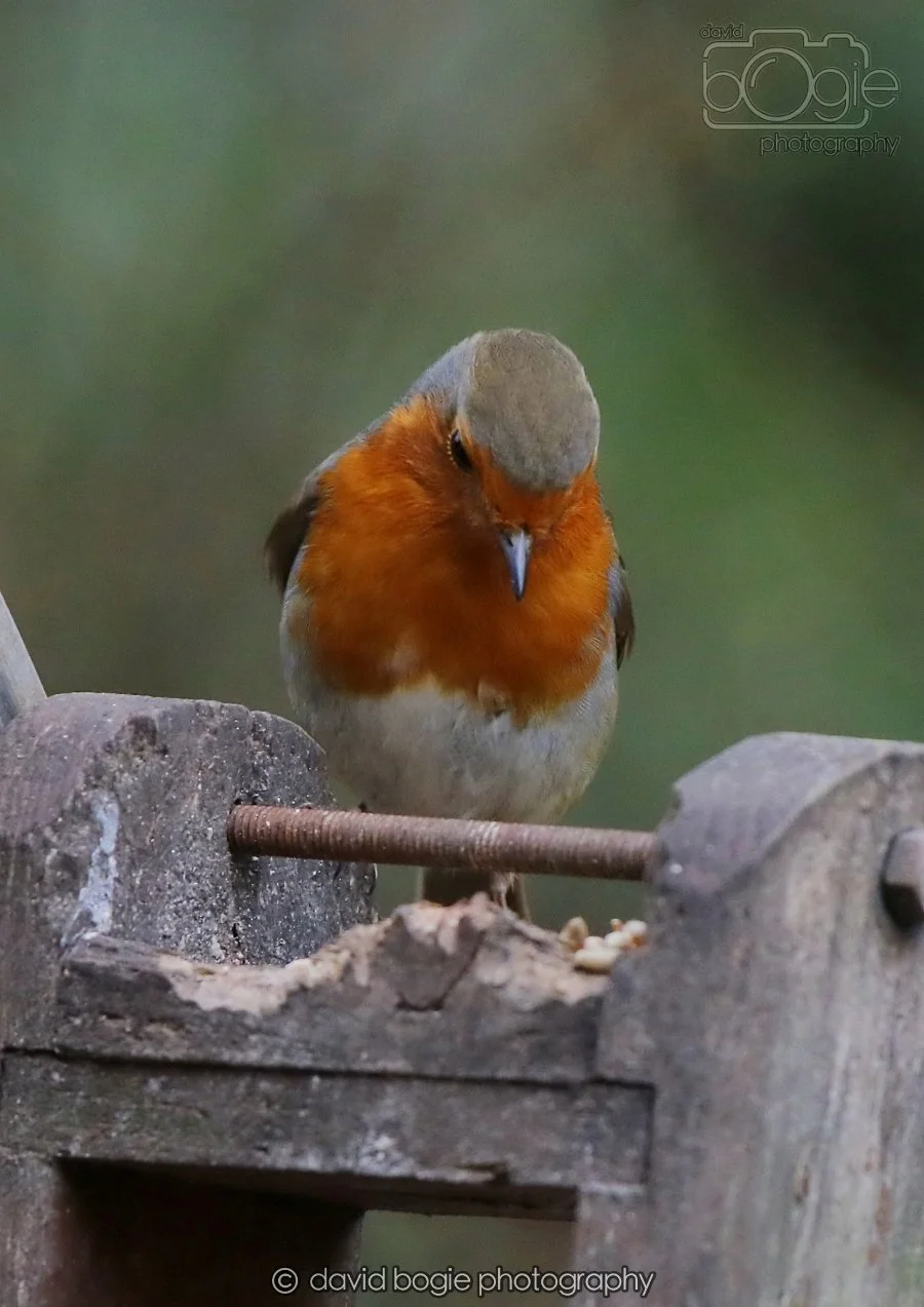 20260215 132303 Silverburn 0116.jpg