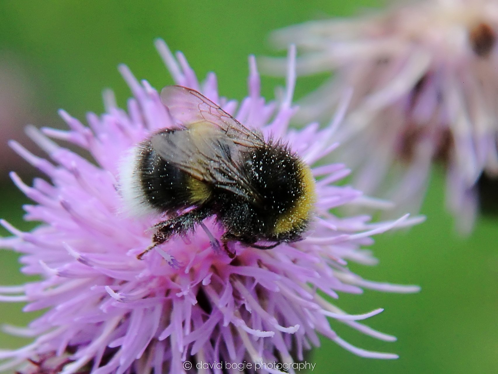 YEAR20230710 Lochore Meadows 115800 00002.jpg