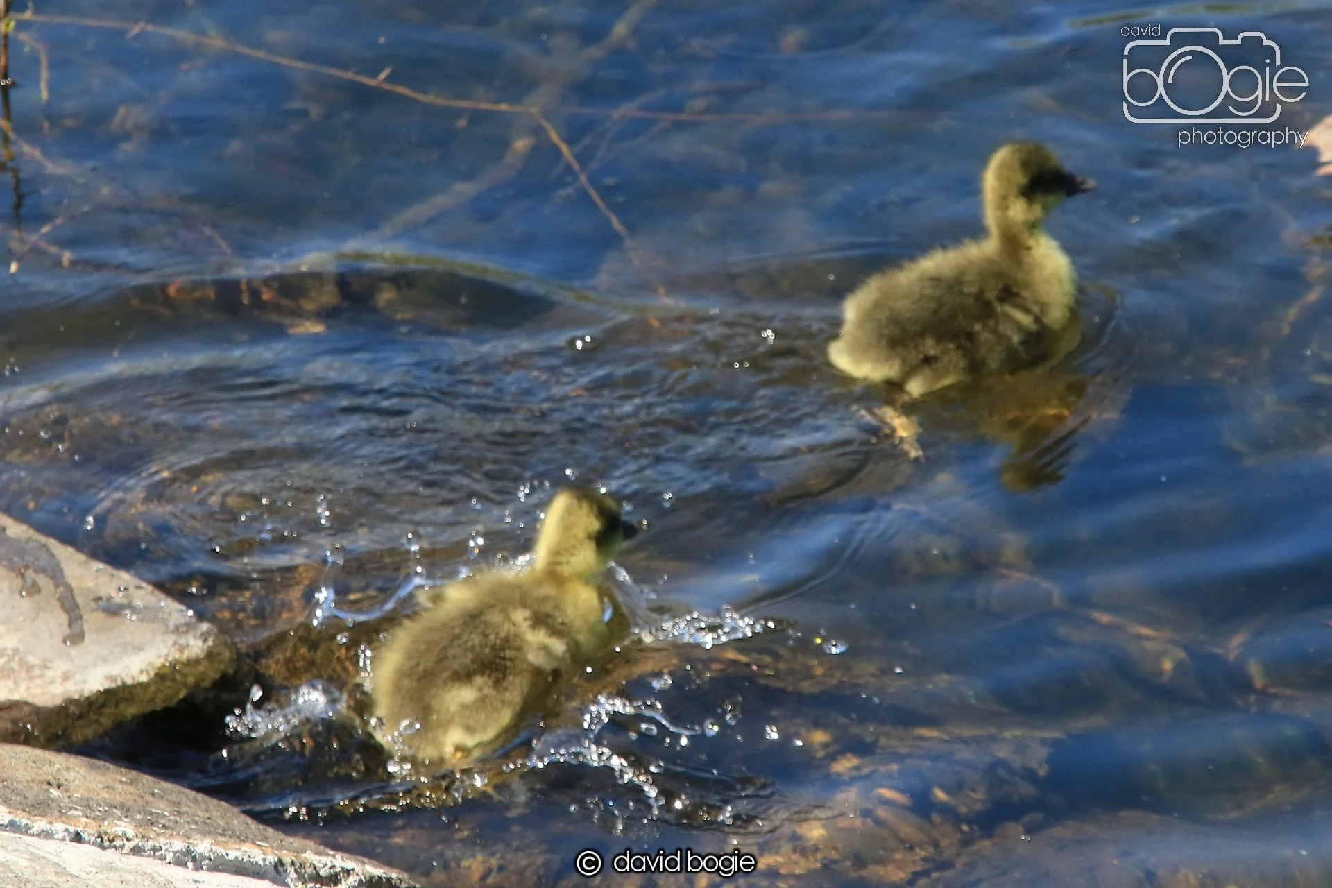 20250505 140323 Beveridge Park 1052.JPG