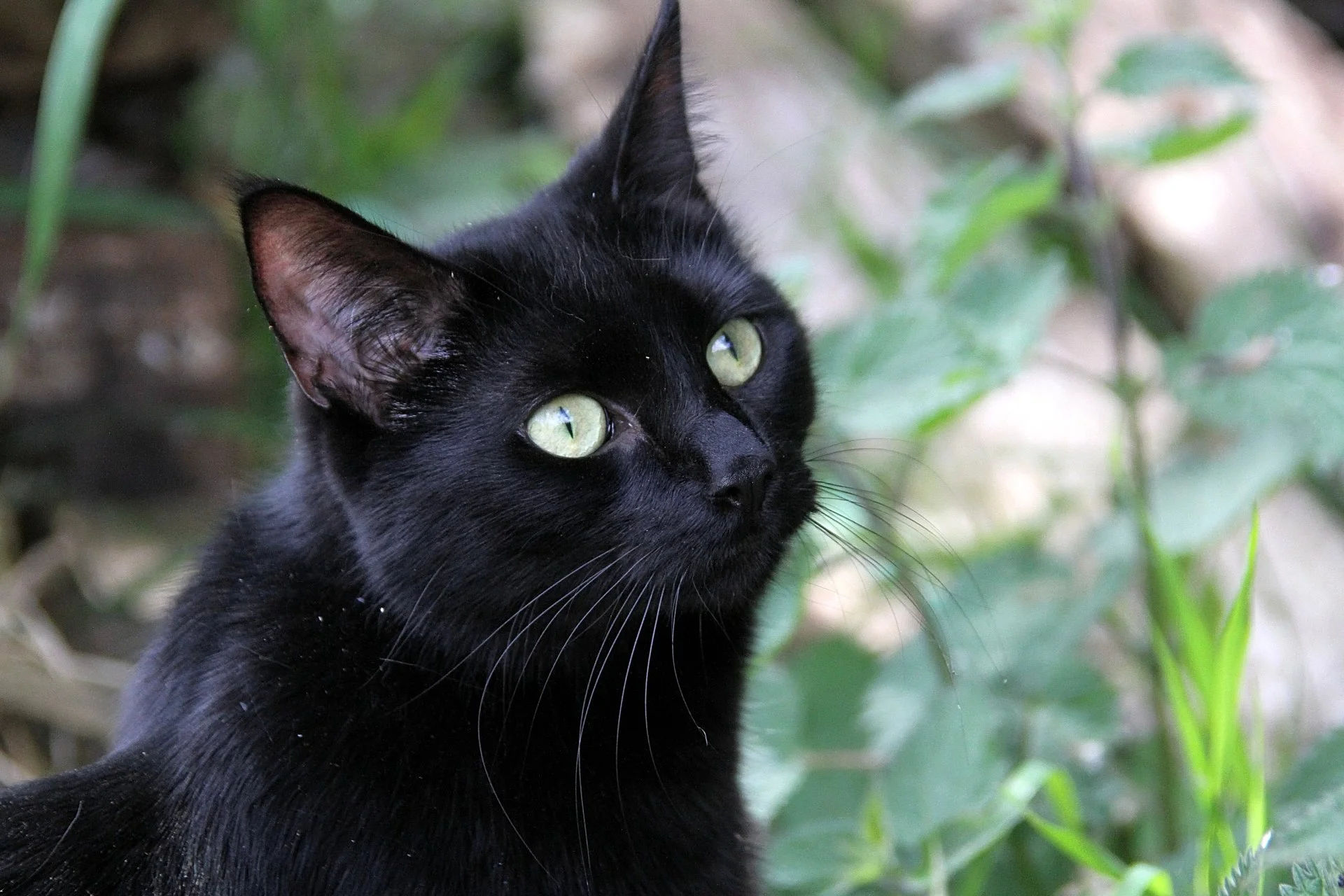 CATS 0371.jpg