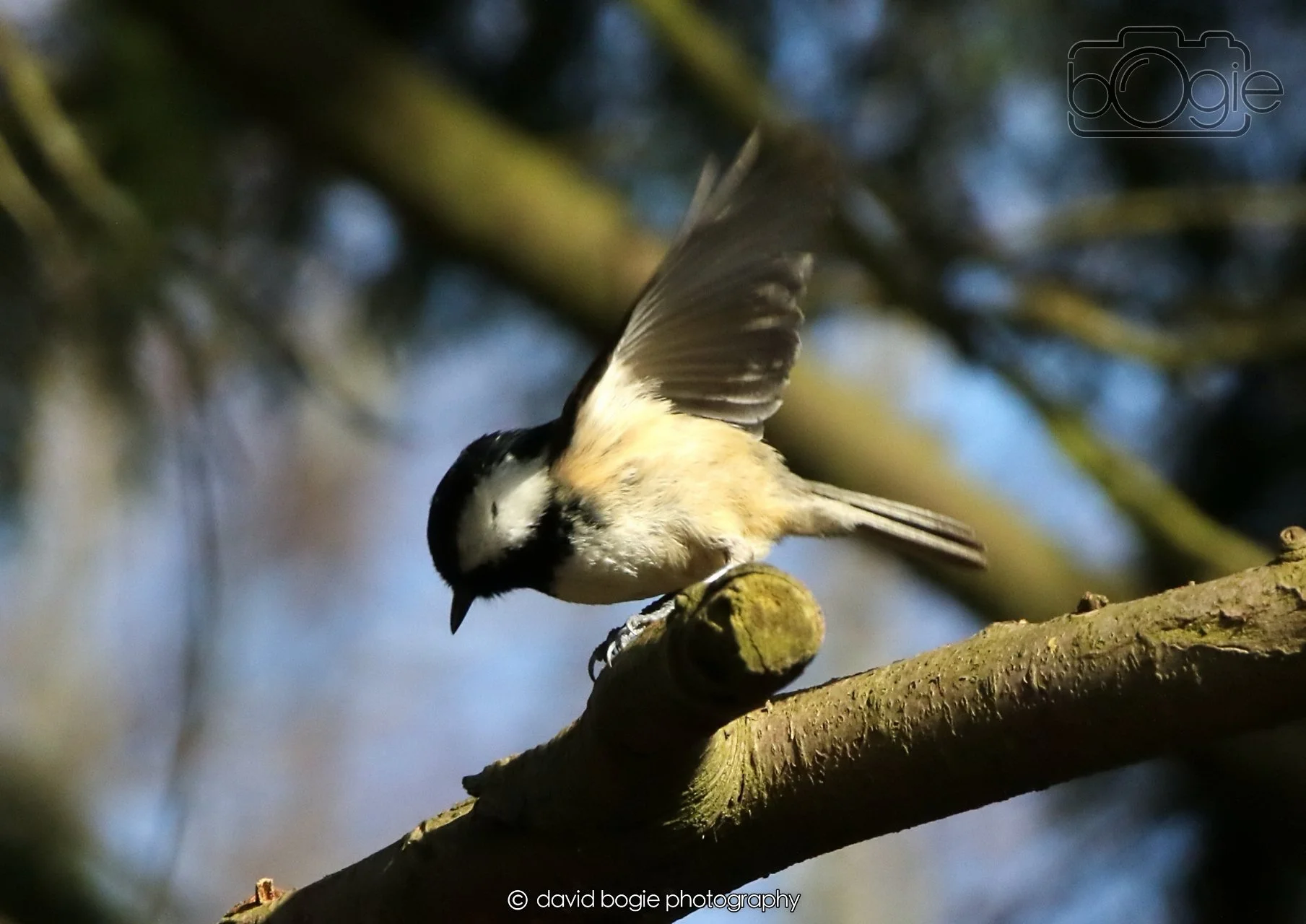 20260403 121454 Dunnikier 0099.jpg