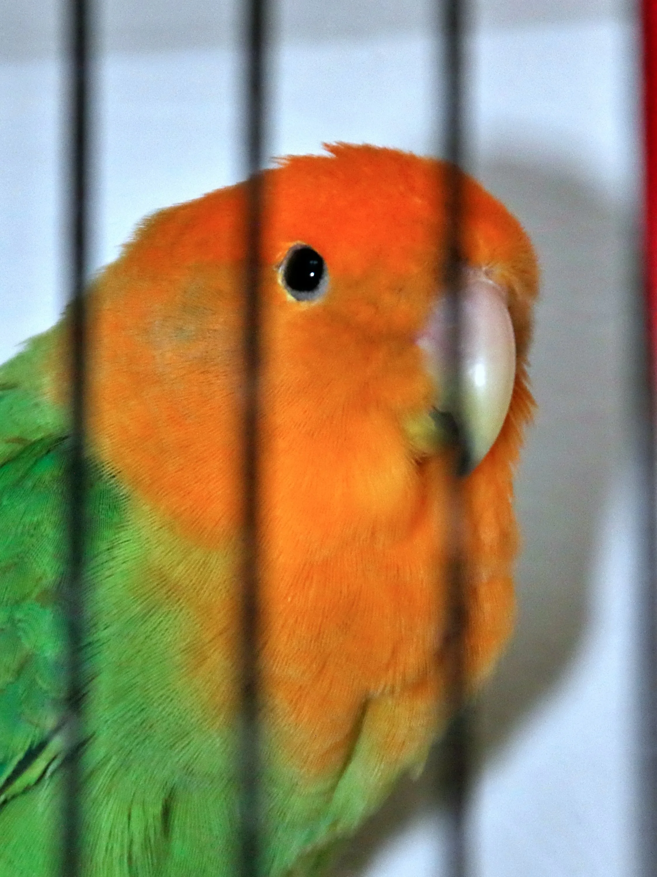 20251102 124914 Markinch CBS  0560.JPG