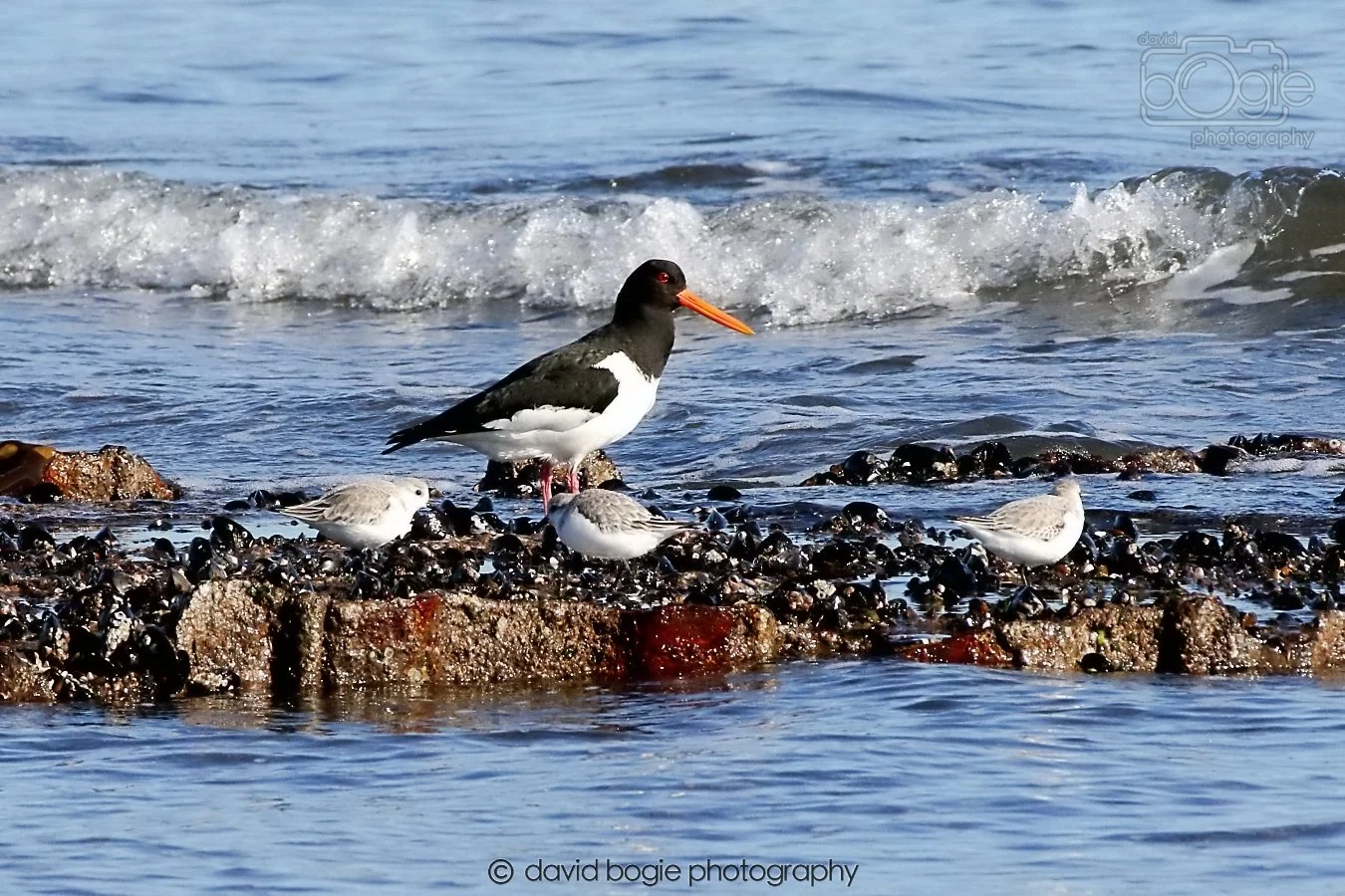 20260307 110949 Kirkcaldy 0018.jpg