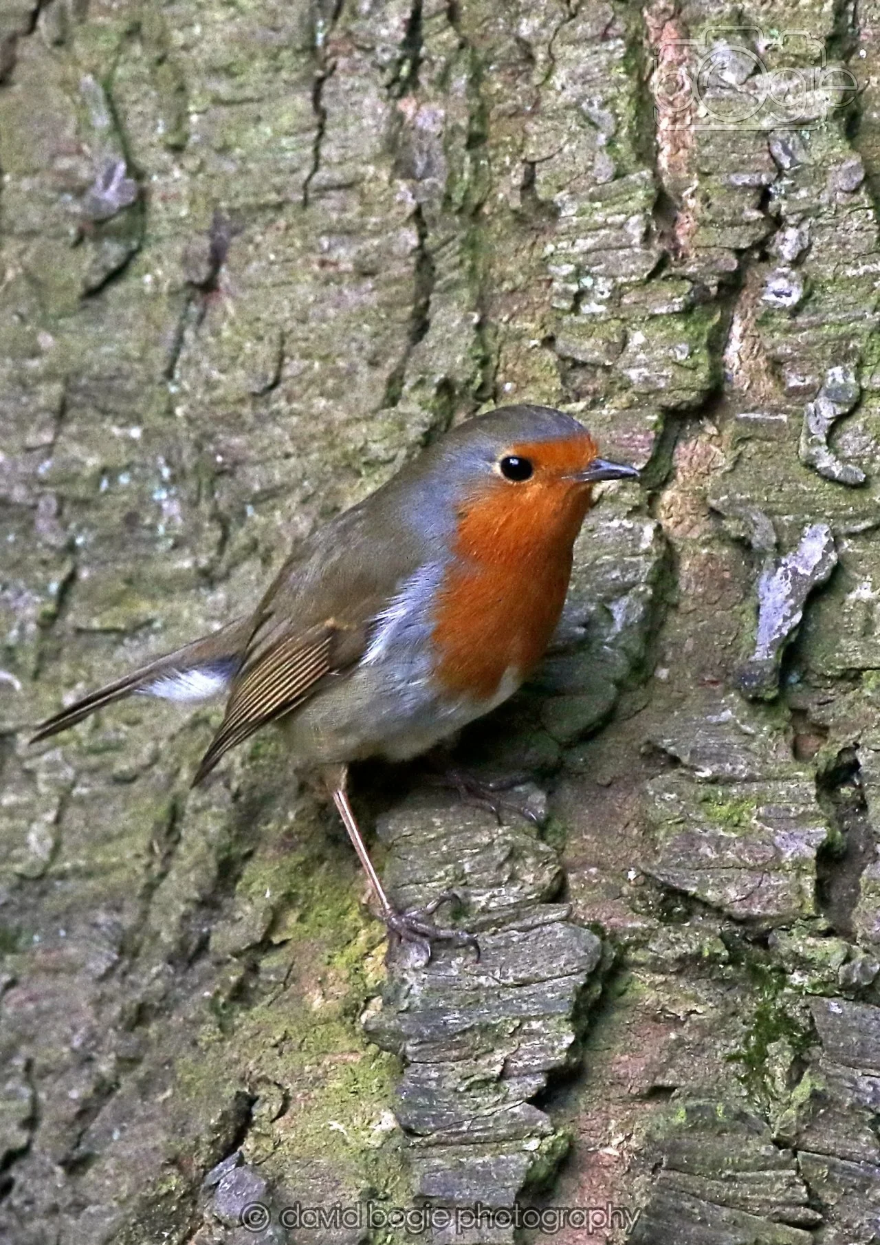 20260322 144910 Dunnikier 0182.jpg