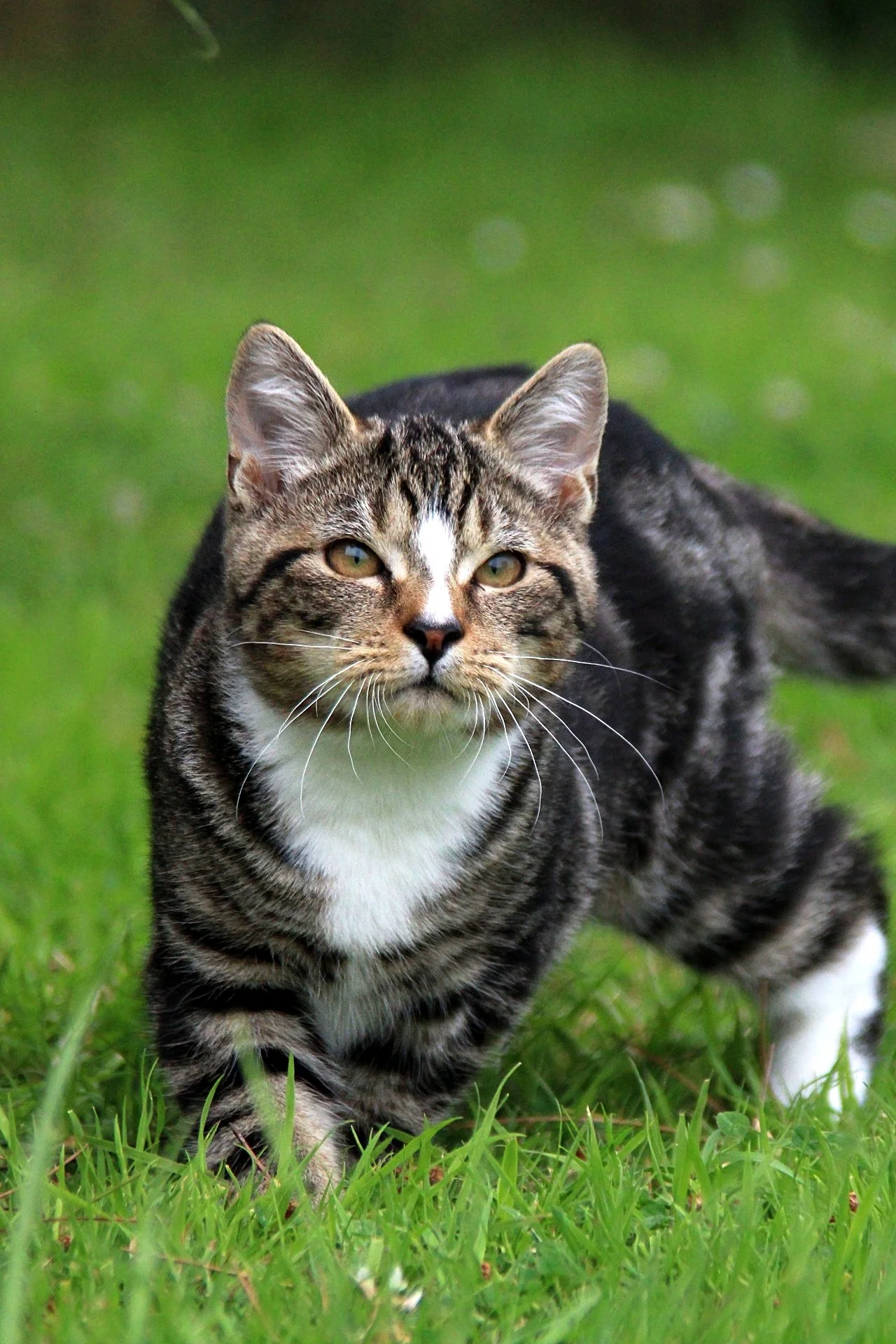 CATS 0098.jpg