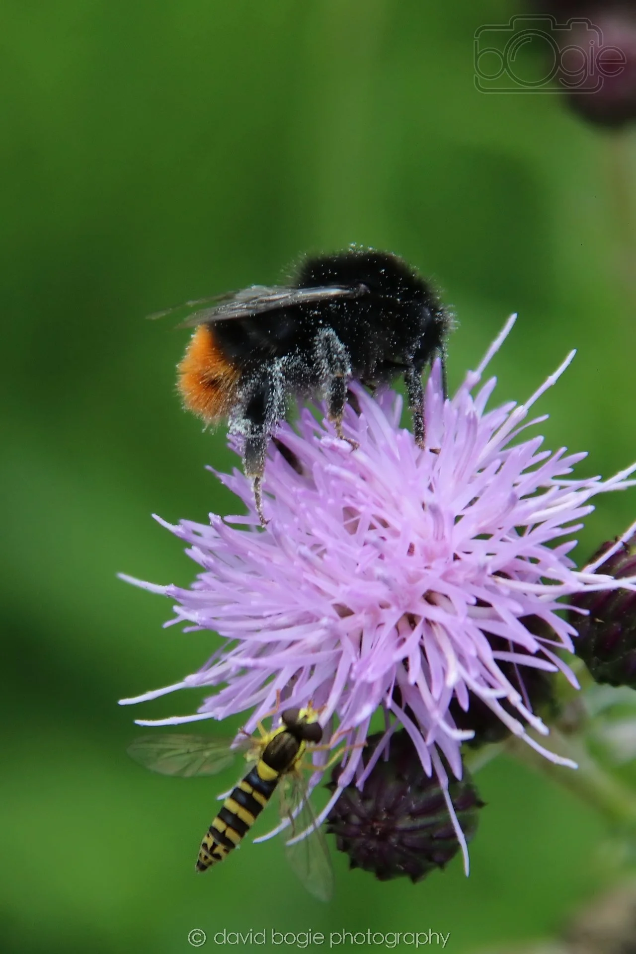 20230710 Lochore Meadows 115600 00003.jpg