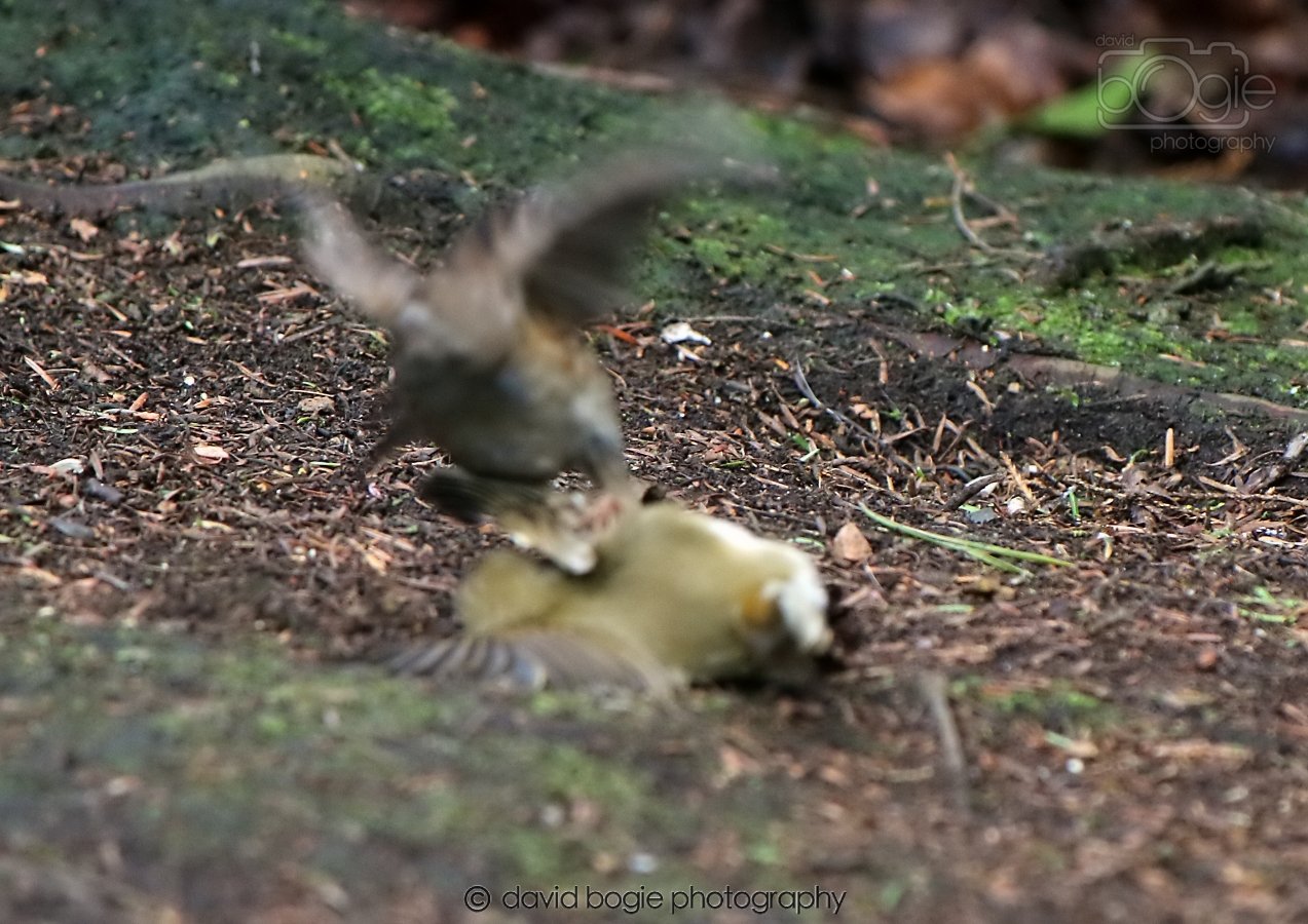 20260306 123210 Dunnikier 0708.jpg