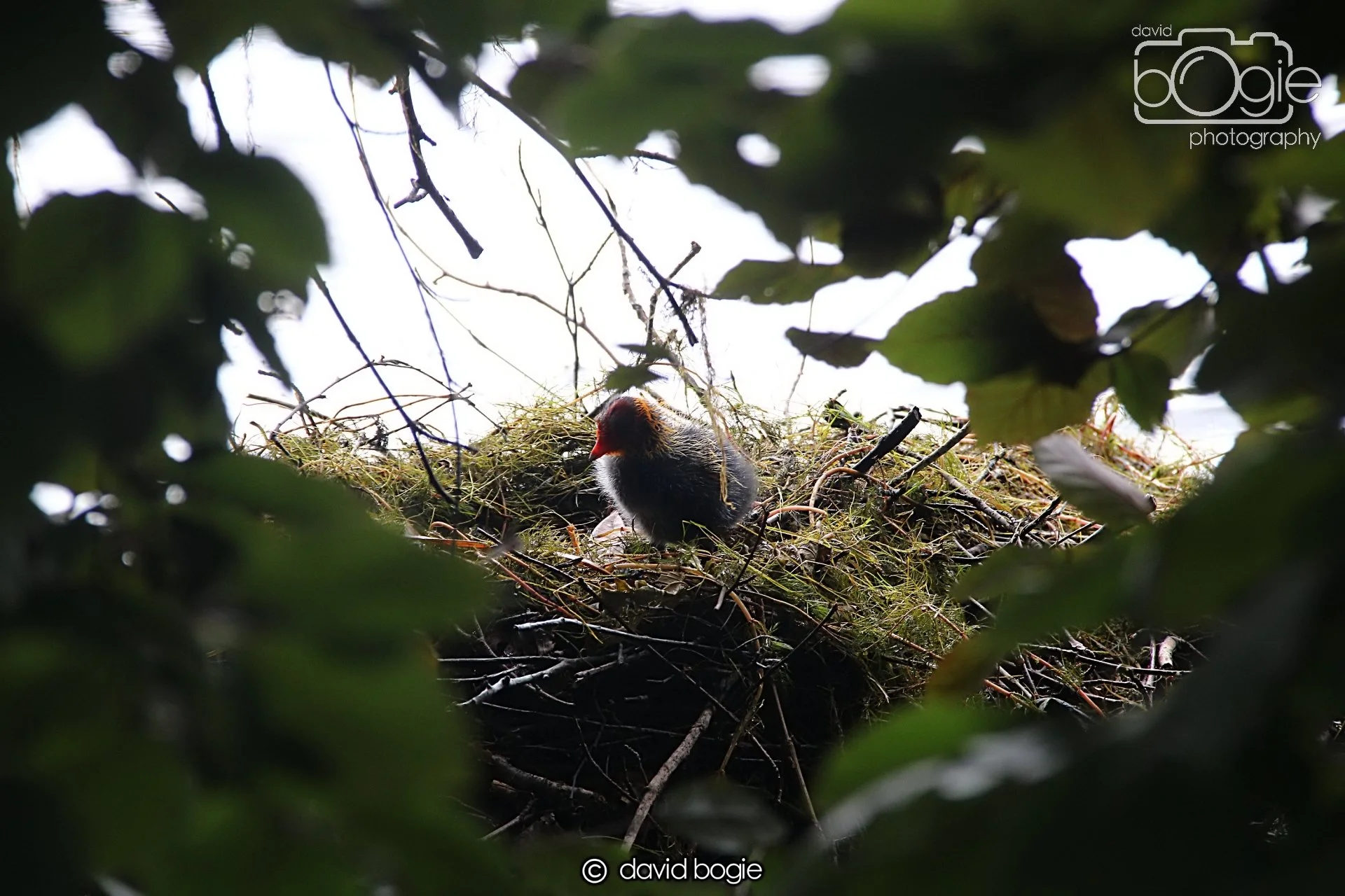 20240722 141456 Beveridge 0095.JPG