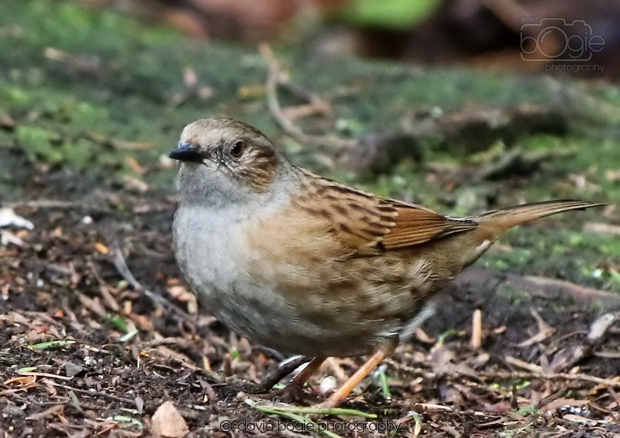 20260306 123148 Dunnikier 0691.jpg