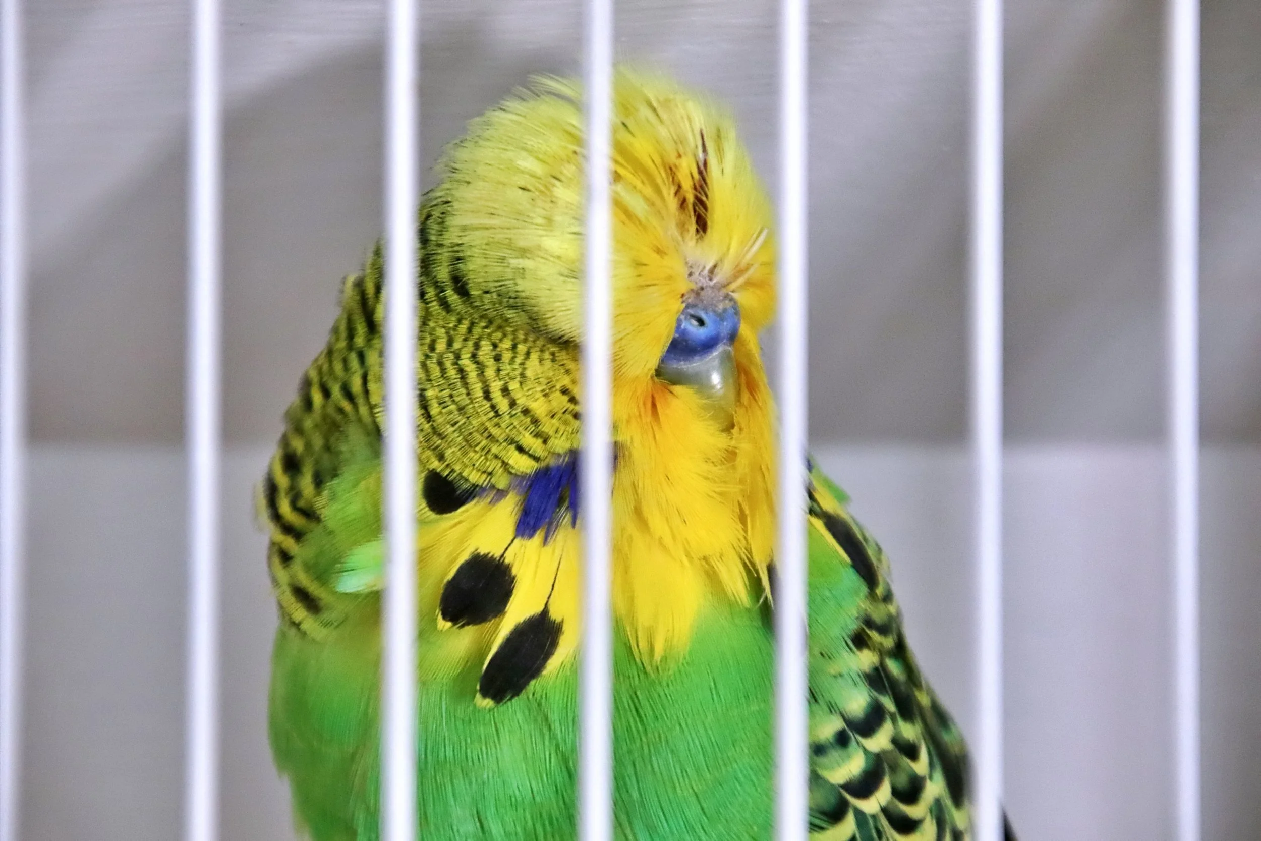 20251102 124219 Markinch CBS  0483.JPG