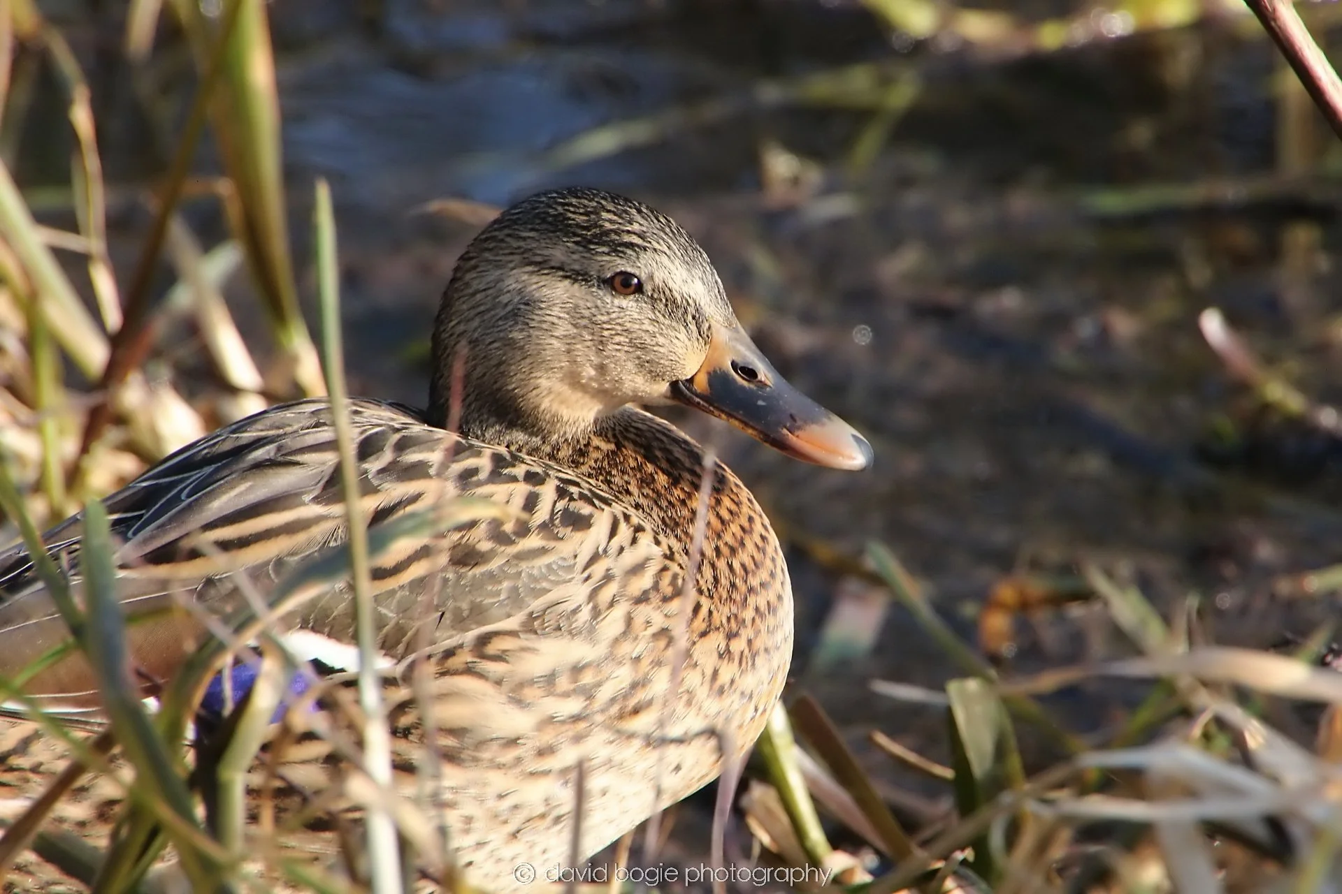 YEAR20240207 Lochore Meadows 0344.jpg