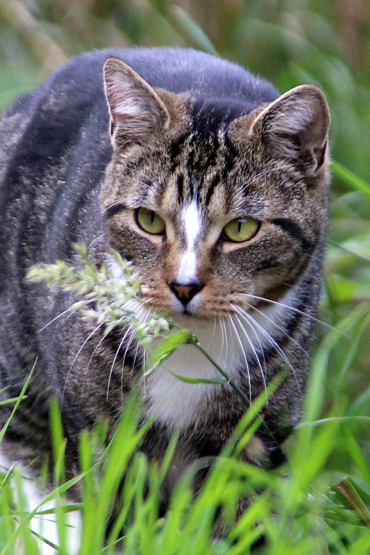CATS 0242.jpg