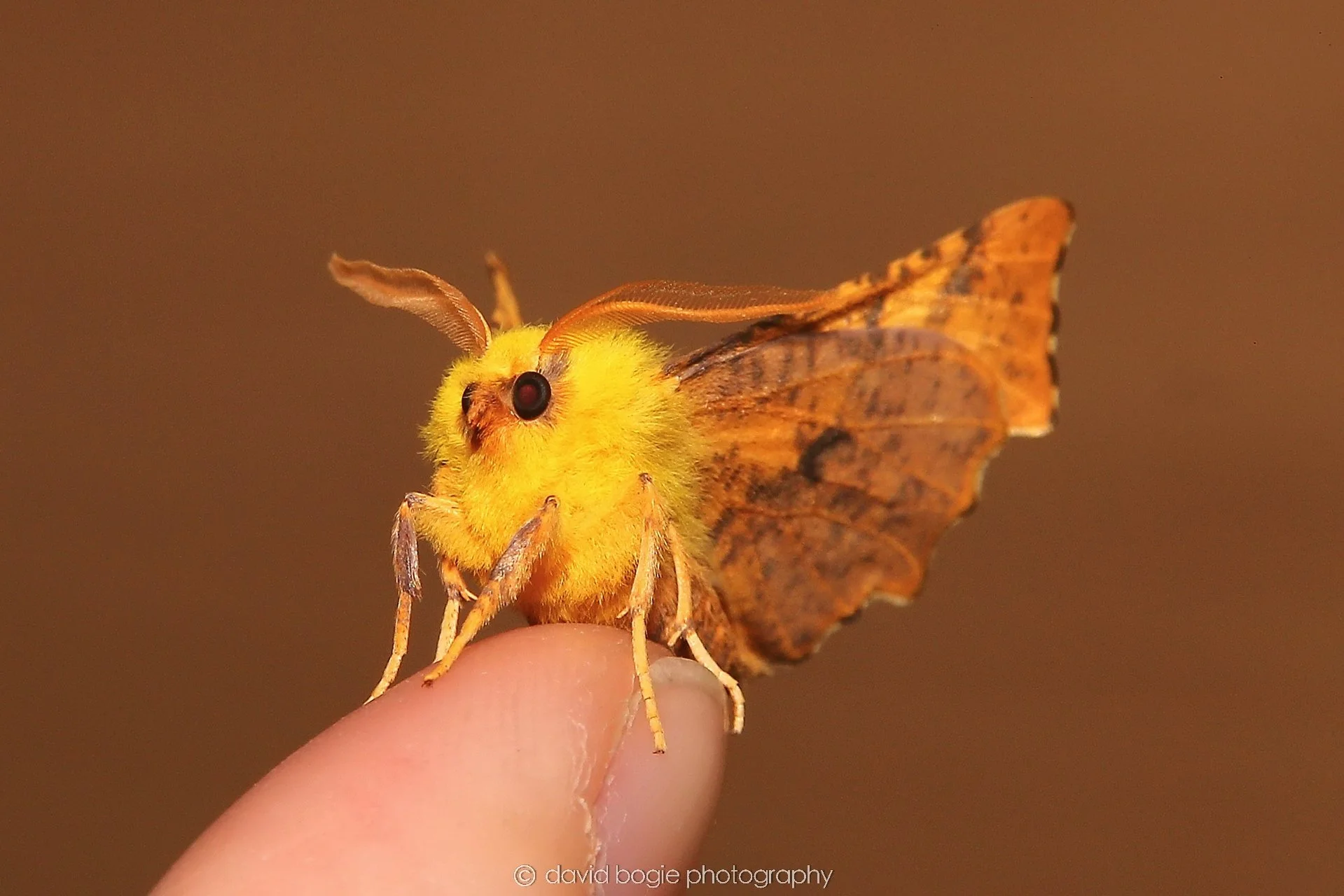 YEAR20240925 Moth IMG_0412 (1).jpg