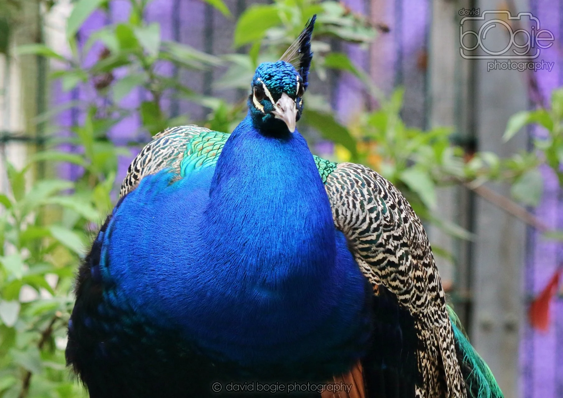 20260324 122530 Pittencrieff Park 0147.jpg