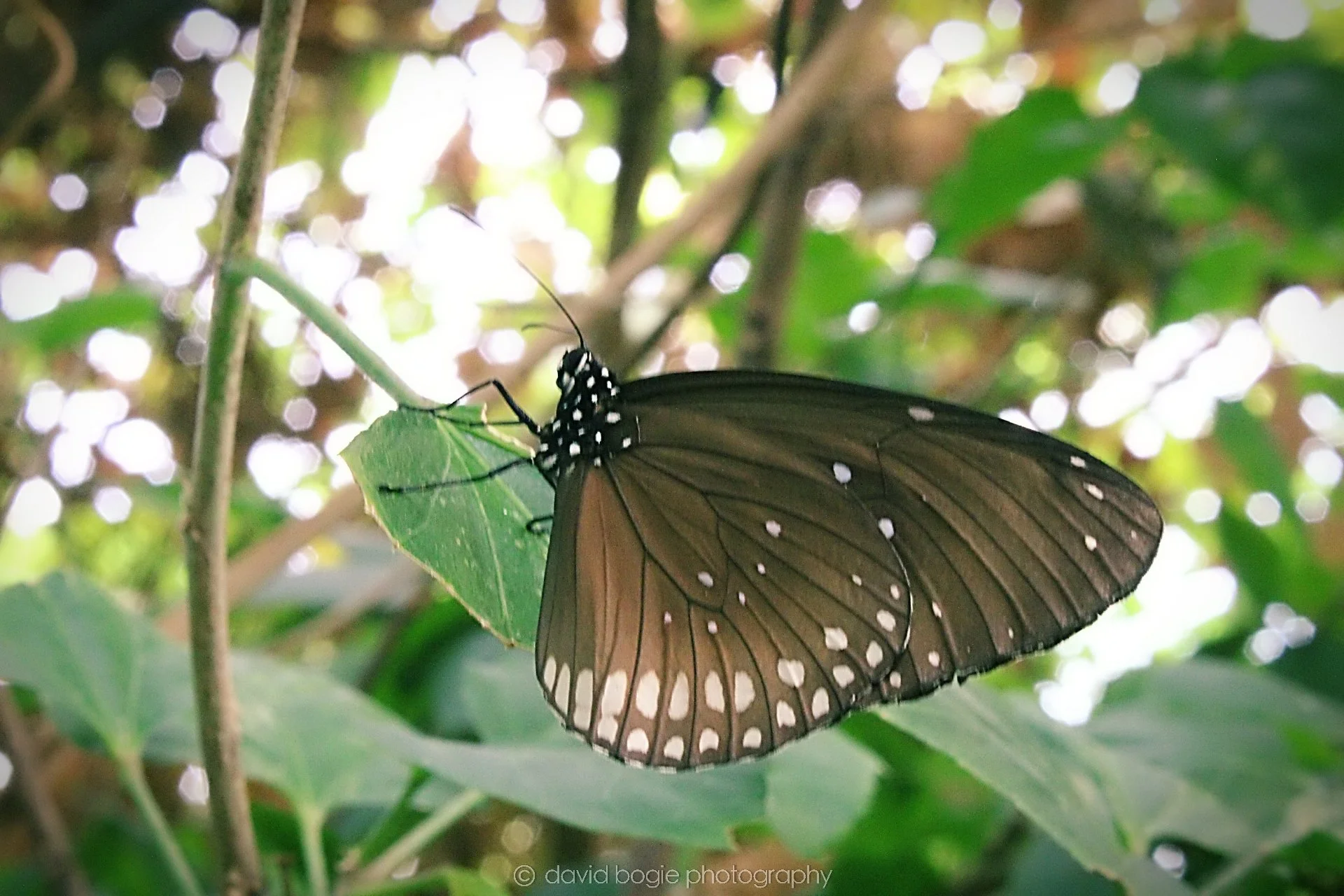 20191019 130904 Butterfly World 0039.jpg