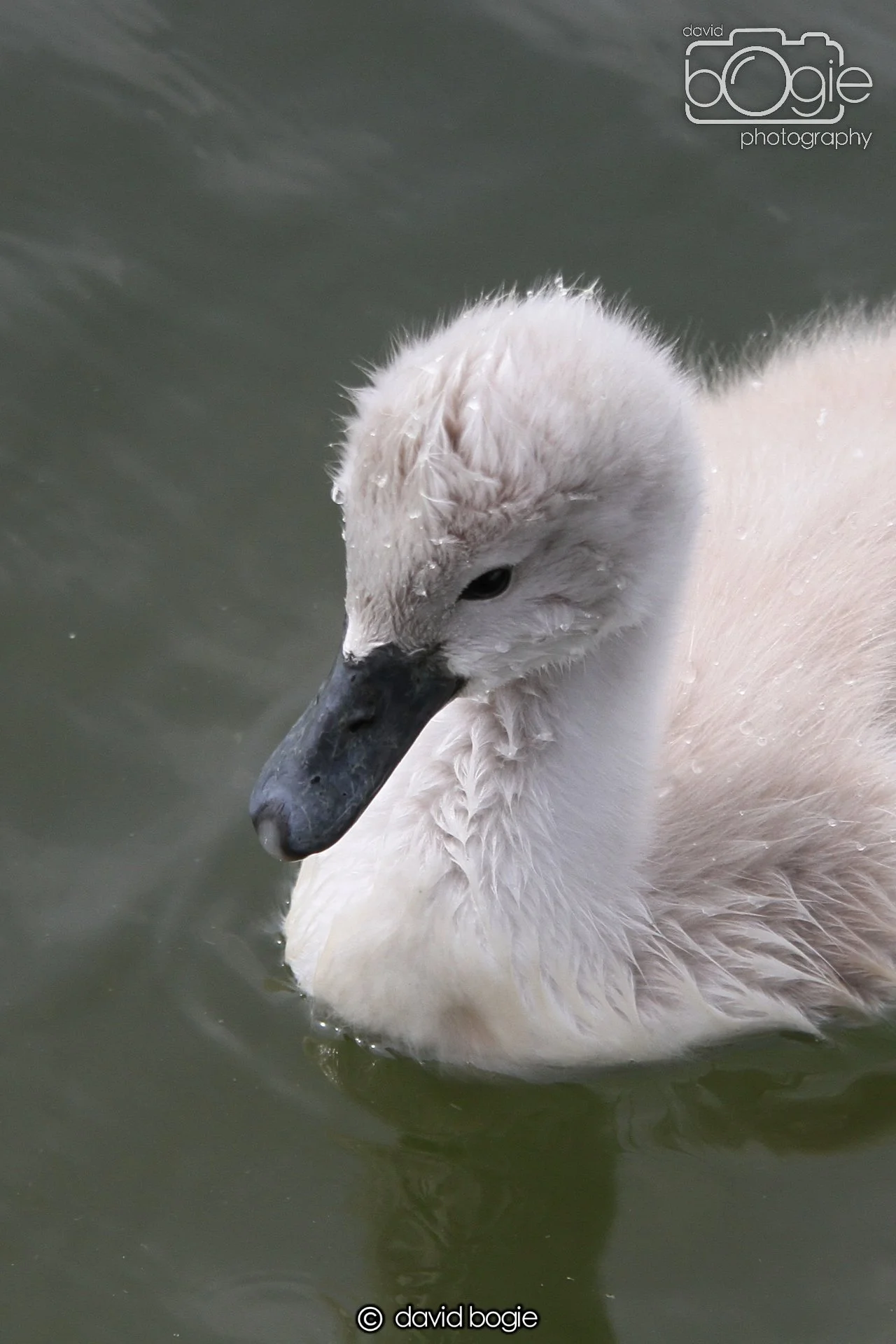 20230618 Kinghorn Loch 121829 0299.jpg