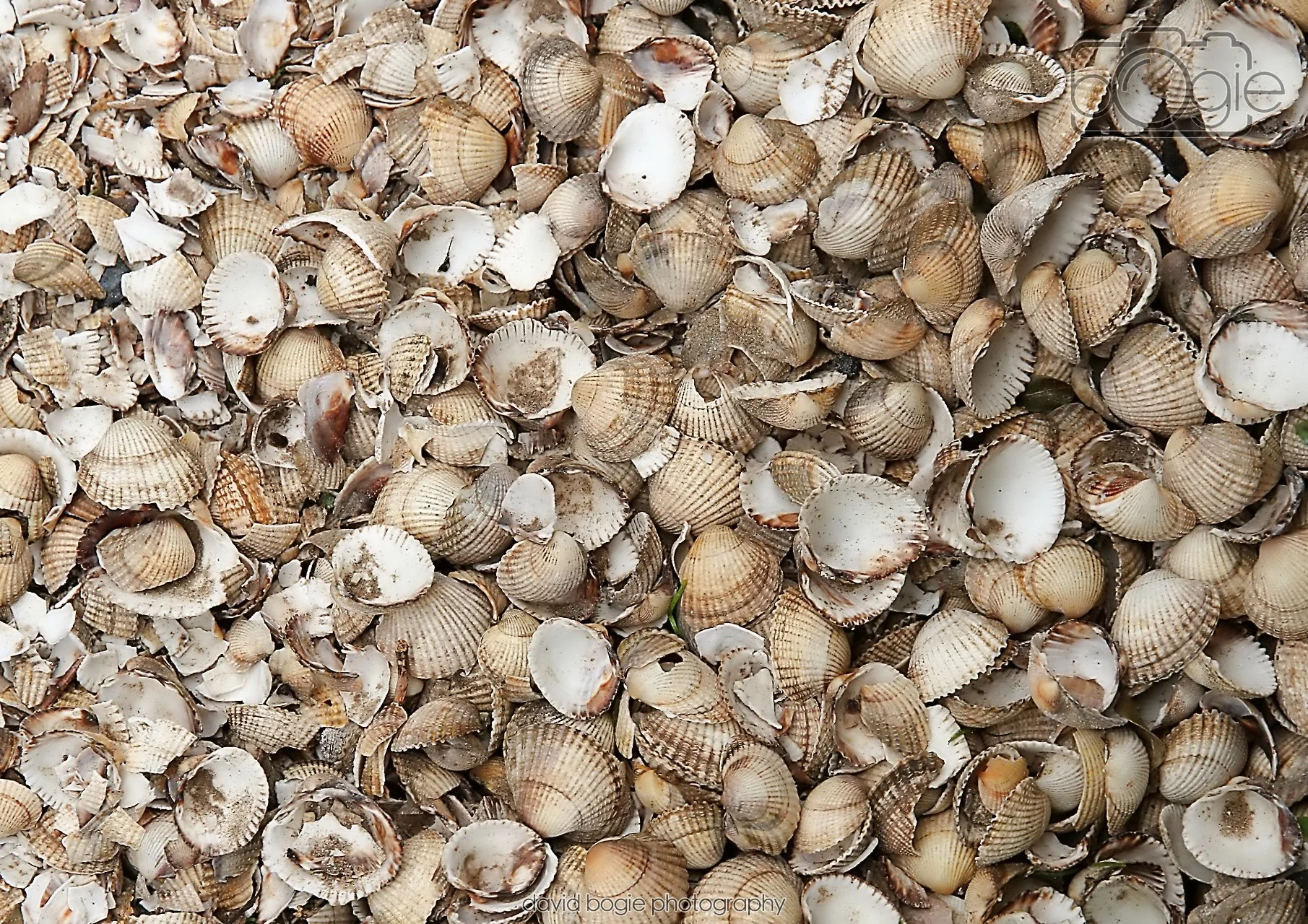 20260401 121049 Culross 0076.jpg