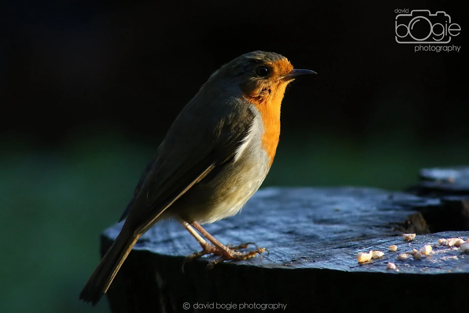 20251125 143208 Silverburn 0775.JPG