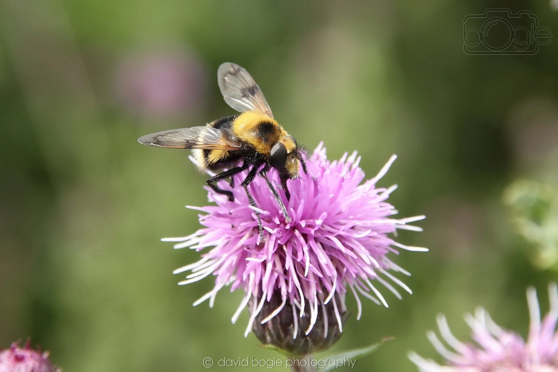 20240706 134031 Lochore Meadows 0002.jpg