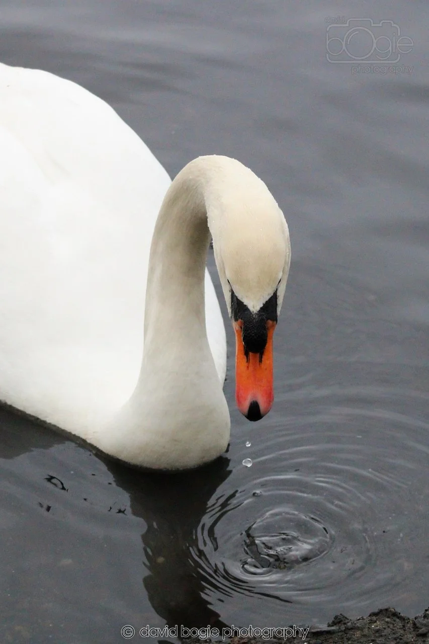 SWAN007