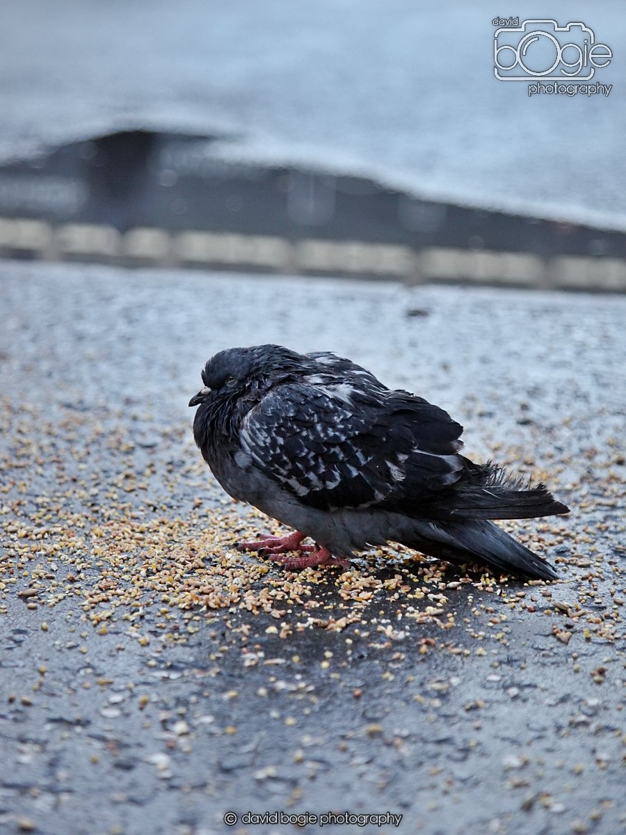 20260115 161055 Glasgow 0199.JPG