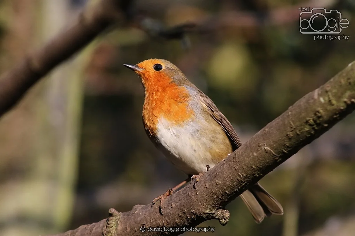 20251231 135344 Silverburn 0350.JPG